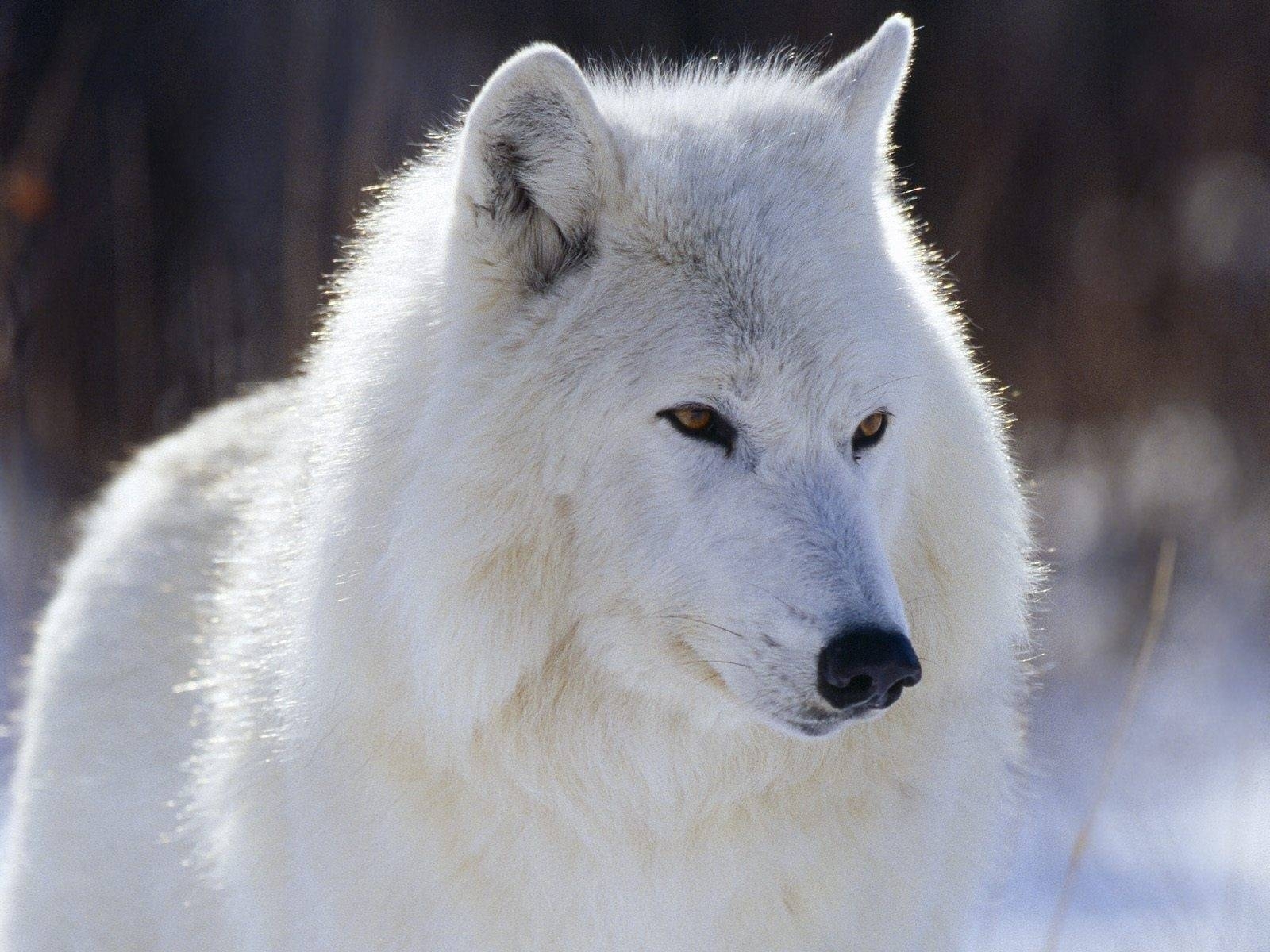 9544 descargar imagen lobos, animales, gris: fondos de pantalla y protectores de pantalla gratis