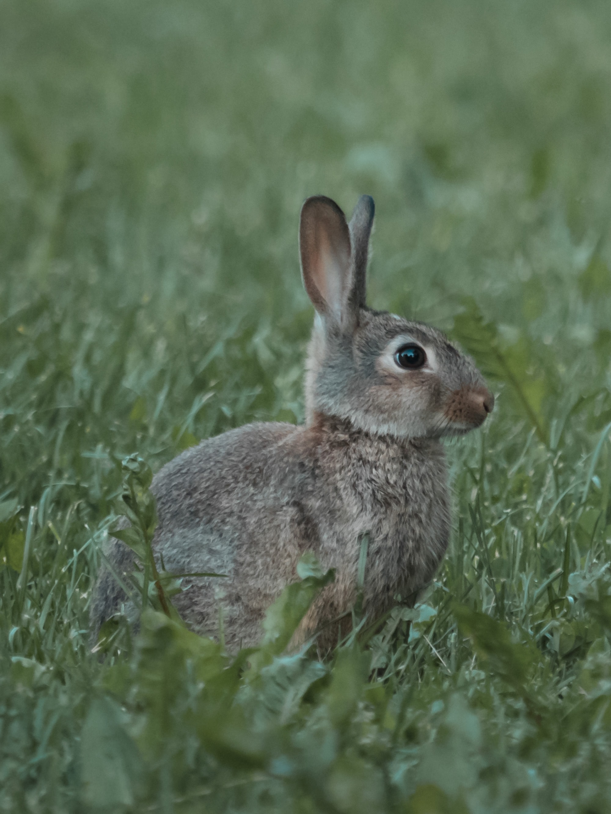 Download mobile wallpaper Animals, Grass, Profile, Animal, Rabbit for free.