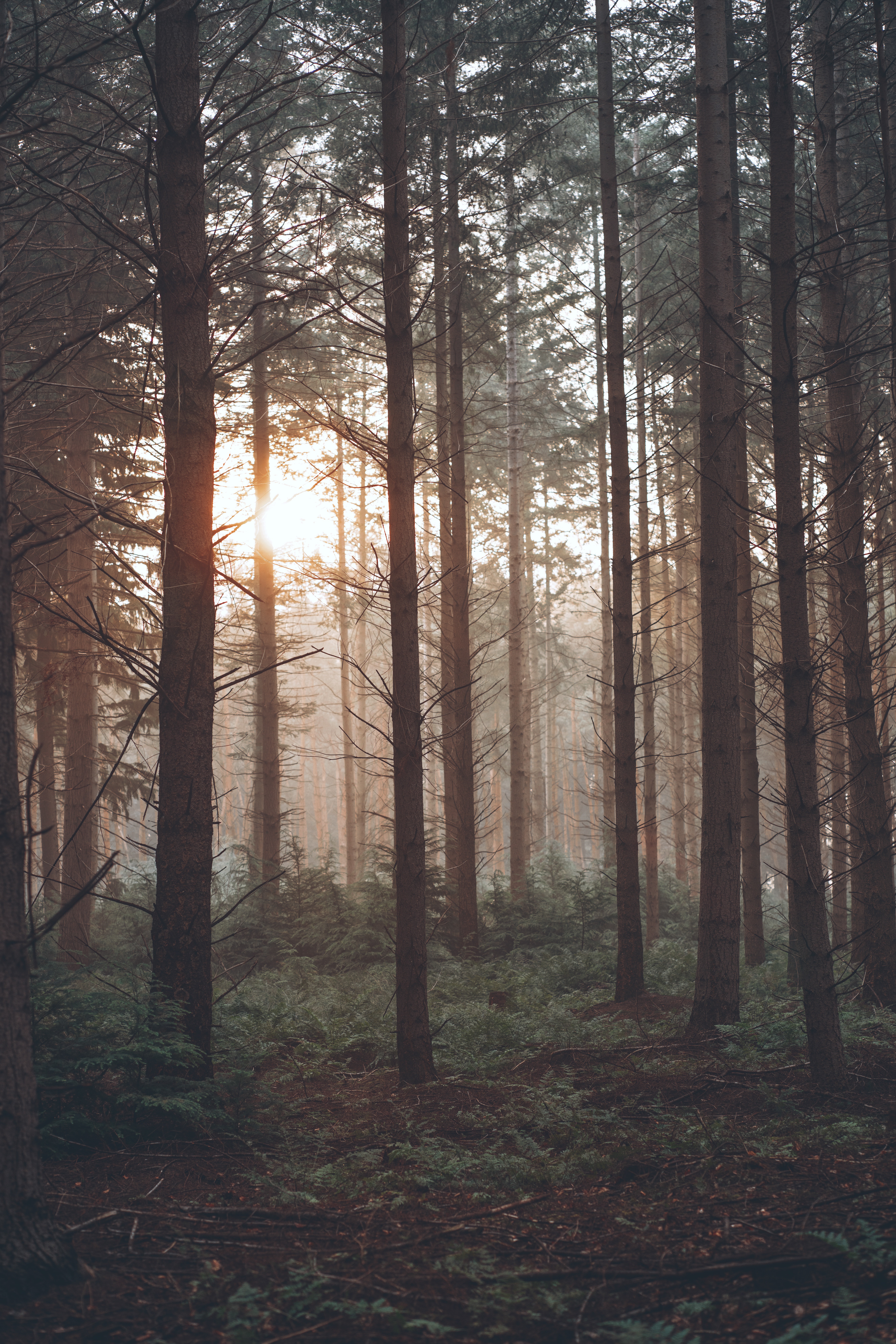 1920 x 1080 picture forest, nature, trees, sun, pine, fog