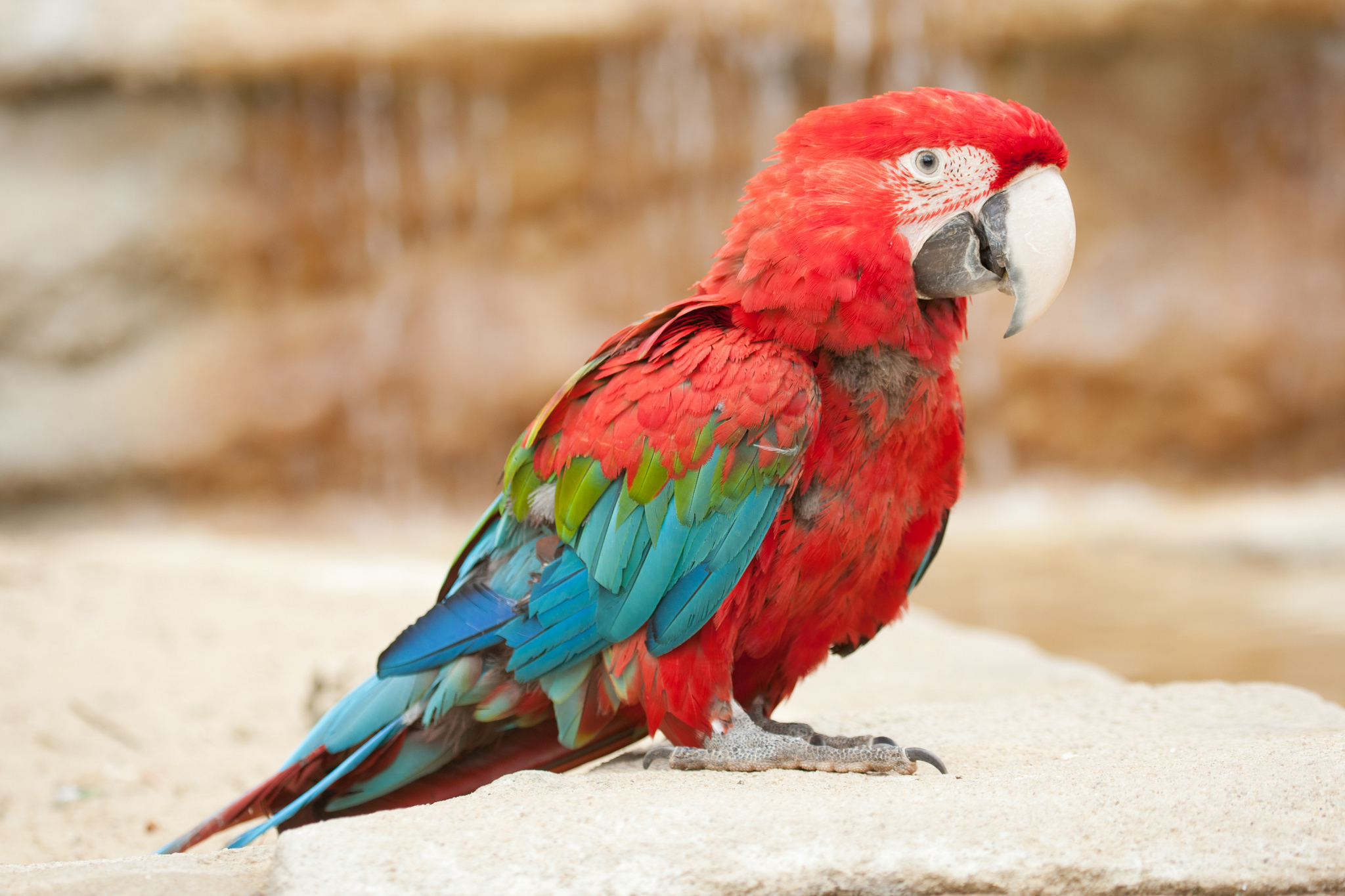 animal, red and green macaw, birds 4K