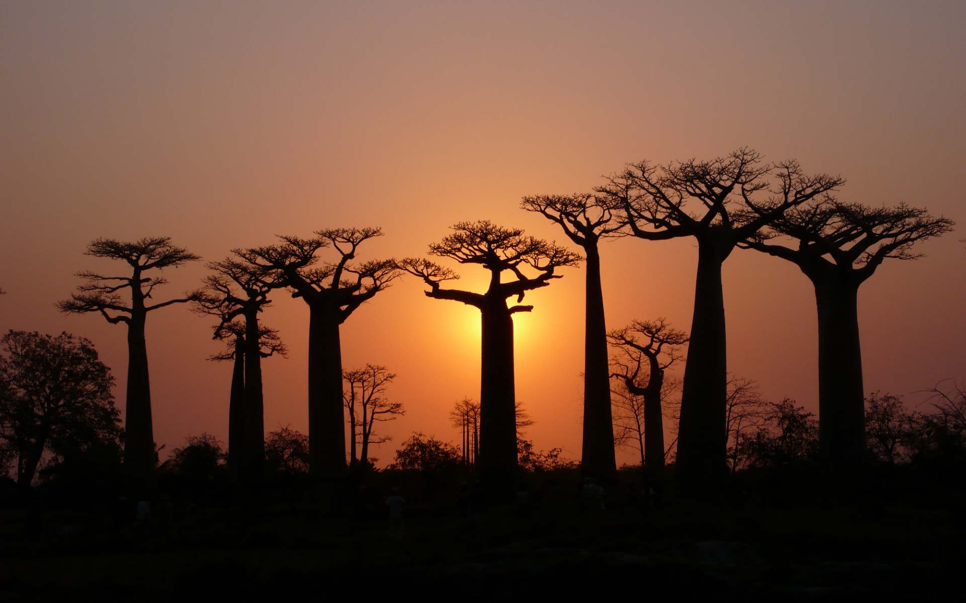 278732 télécharger le fond d'écran baobab, terre/nature, des arbres - économiseurs d'écran et images gratuitement