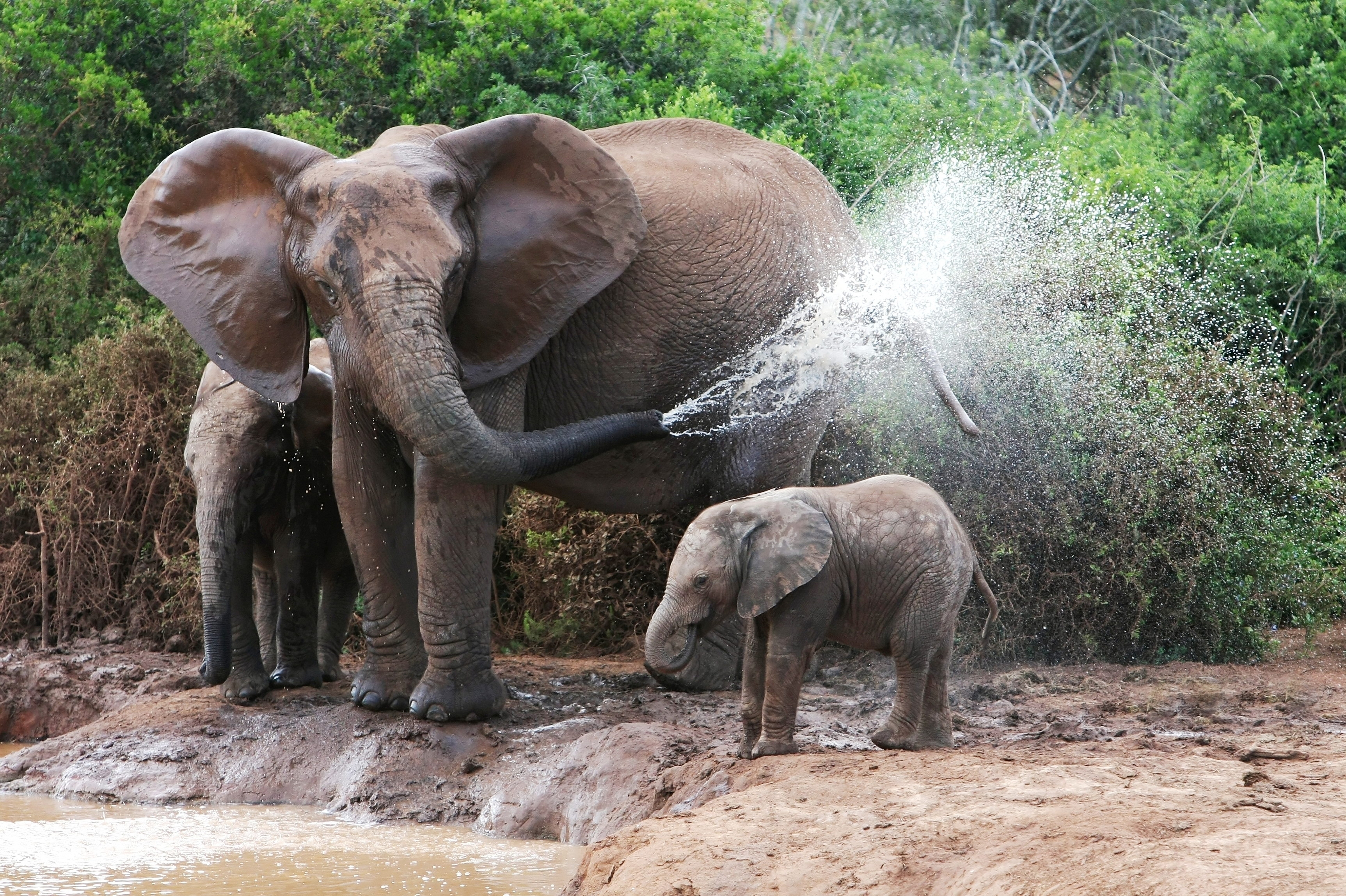 145508 скачать обои слоны, самка, животные, вода, купание, слонята - заставки и картинки бесплатно