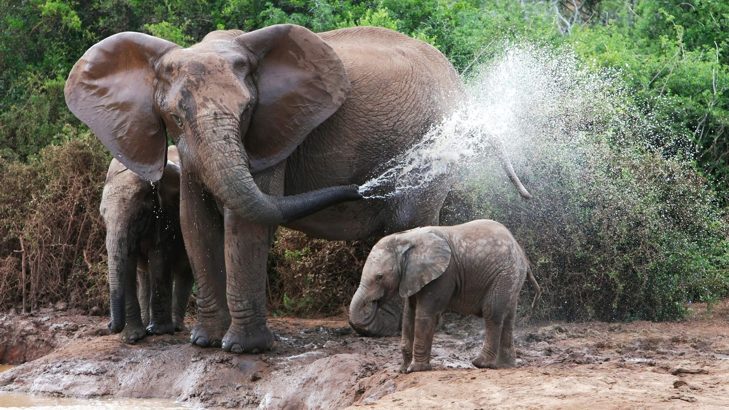 Я и мой слон. Слон. Африканский слон. Слоны гана. Индийские слоны женская особь.