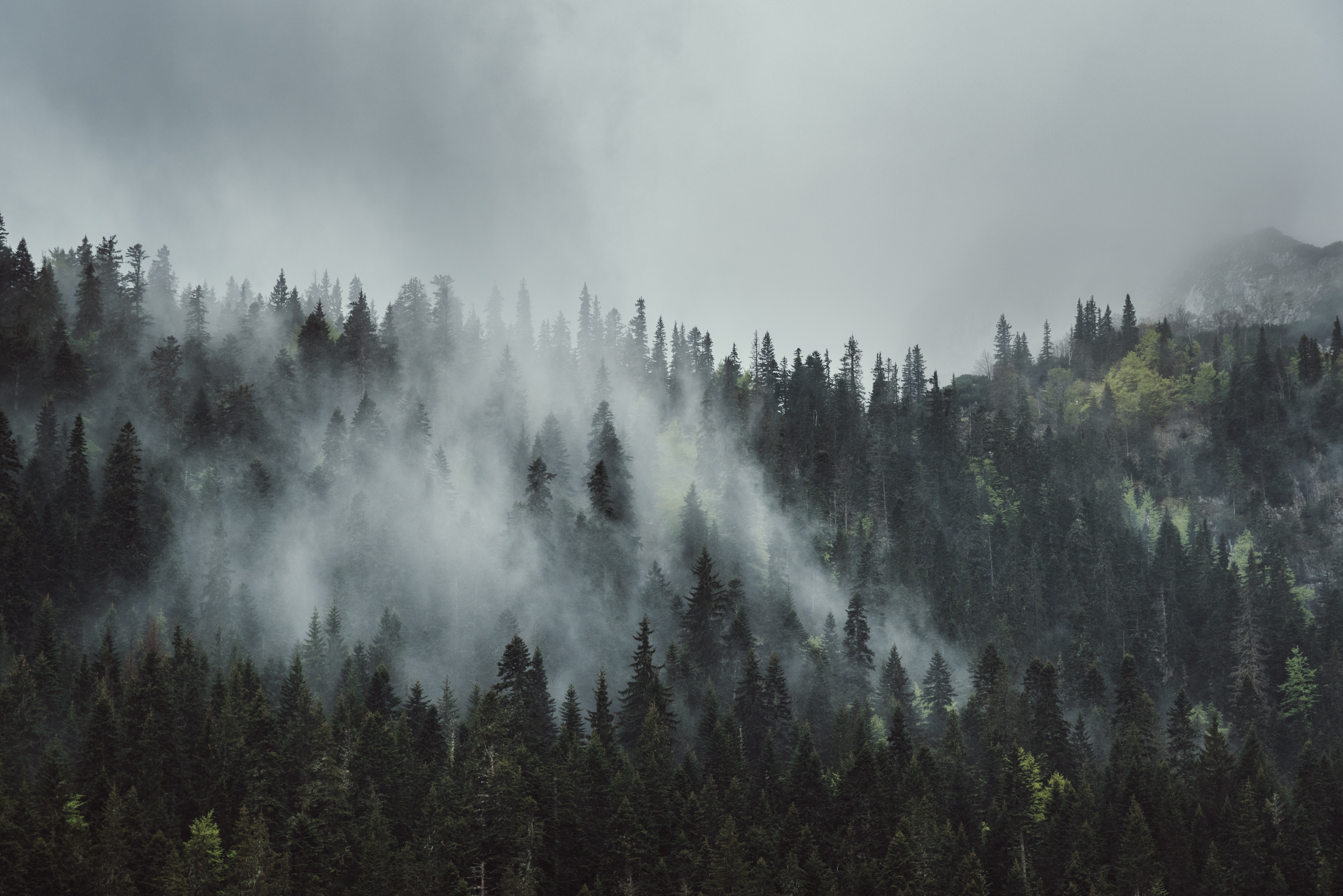 117839 скачать обои туман, верхушки, природа, деревья, горы, лес, кроны - заставки и картинки бесплатно