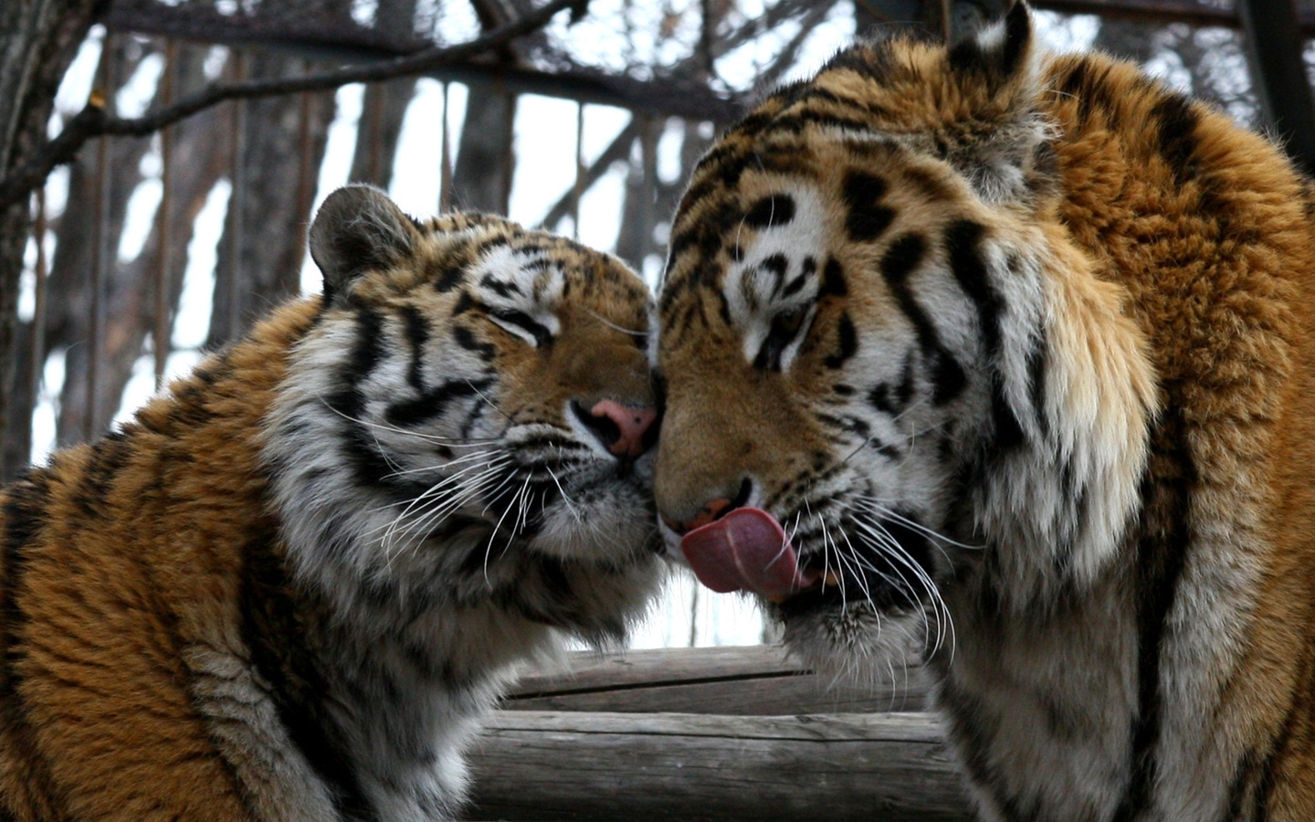 5469 Hintergrundbild herunterladen tigers, tiere - Bildschirmschoner und Bilder kostenlos