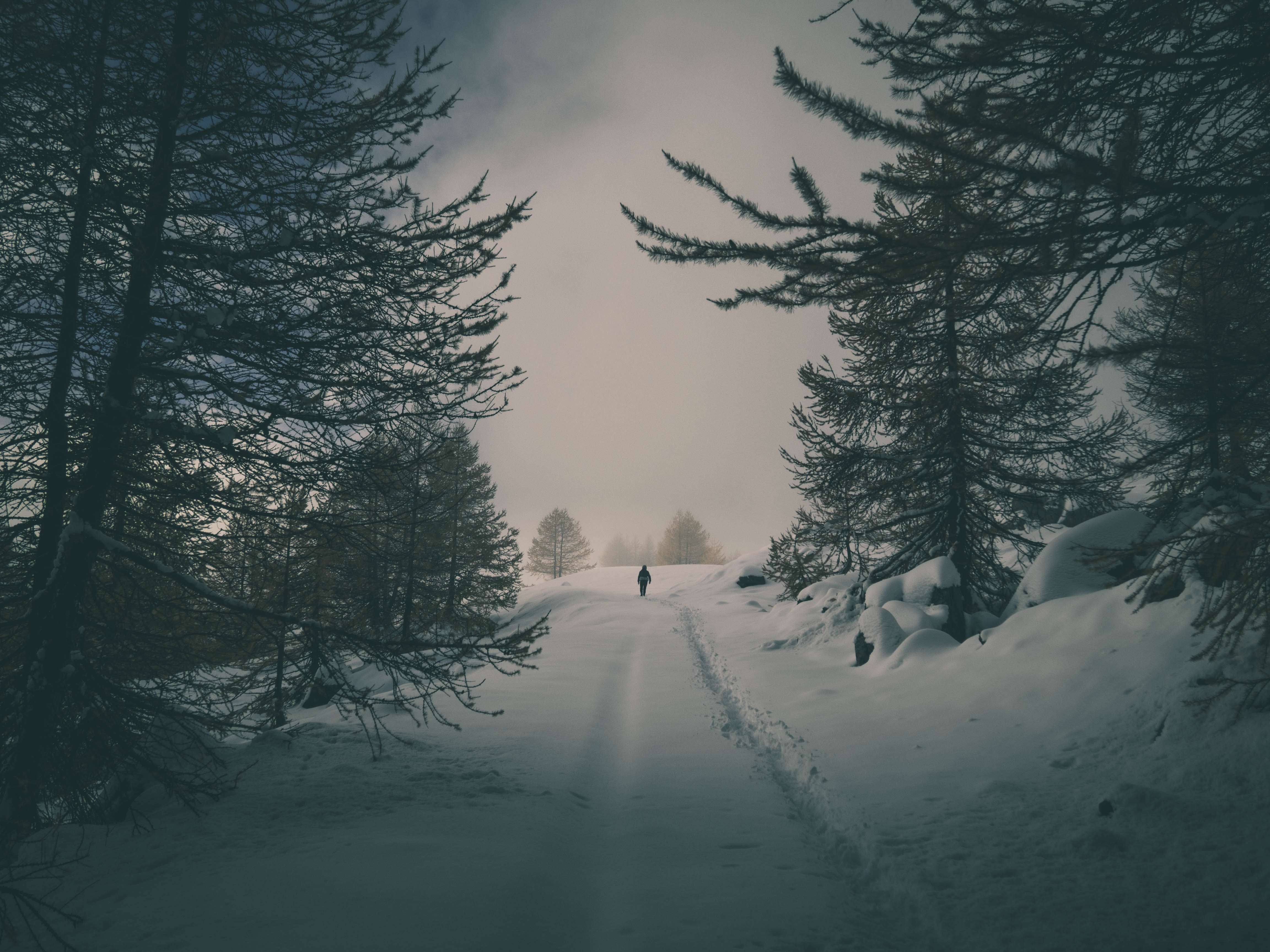 Laden Sie das Silhouette, Schnee, Bäume, Winter, Wald, Natur-Bild kostenlos auf Ihren PC-Desktop herunter