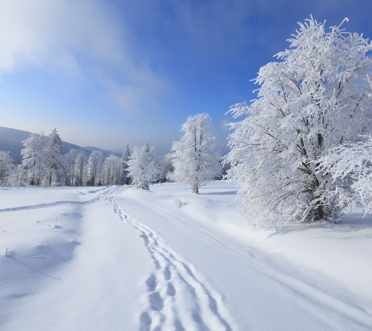 1266940 завантажити картинку земля, зима, слід, сніг, дерево - шпалери і заставки безкоштовно