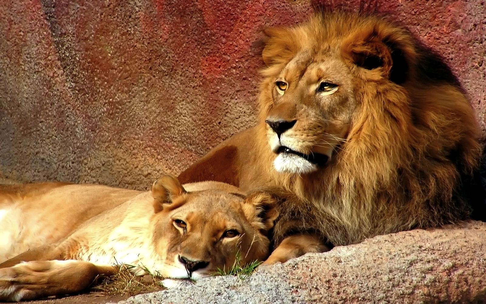 Картинки львов и львиц