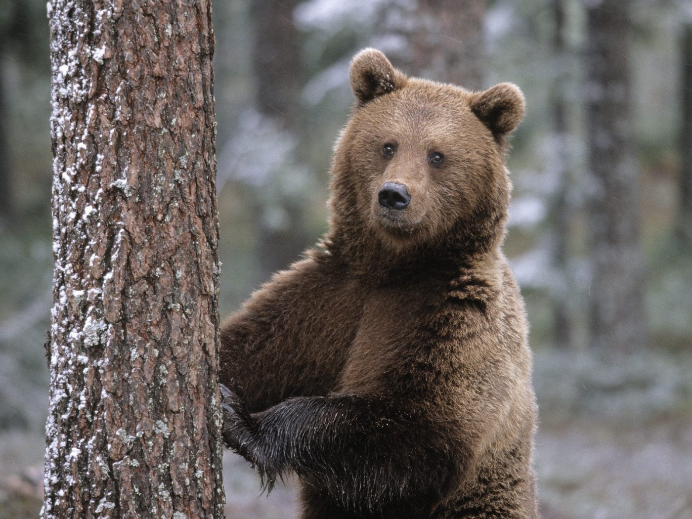 47652 baixar papel de parede animais, bears - protetores de tela e imagens gratuitamente