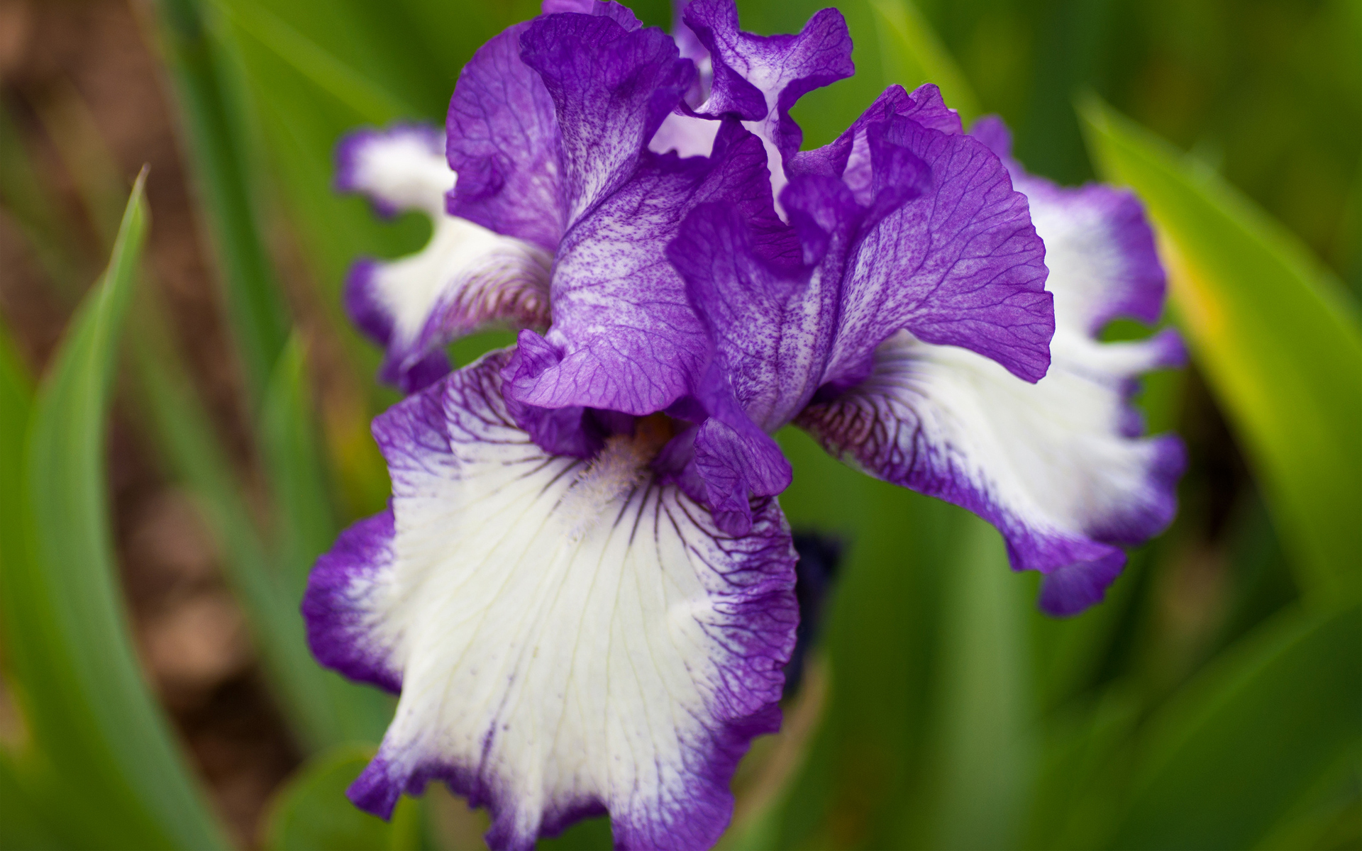 Download background iris, earth, flower, purple flower, flowers