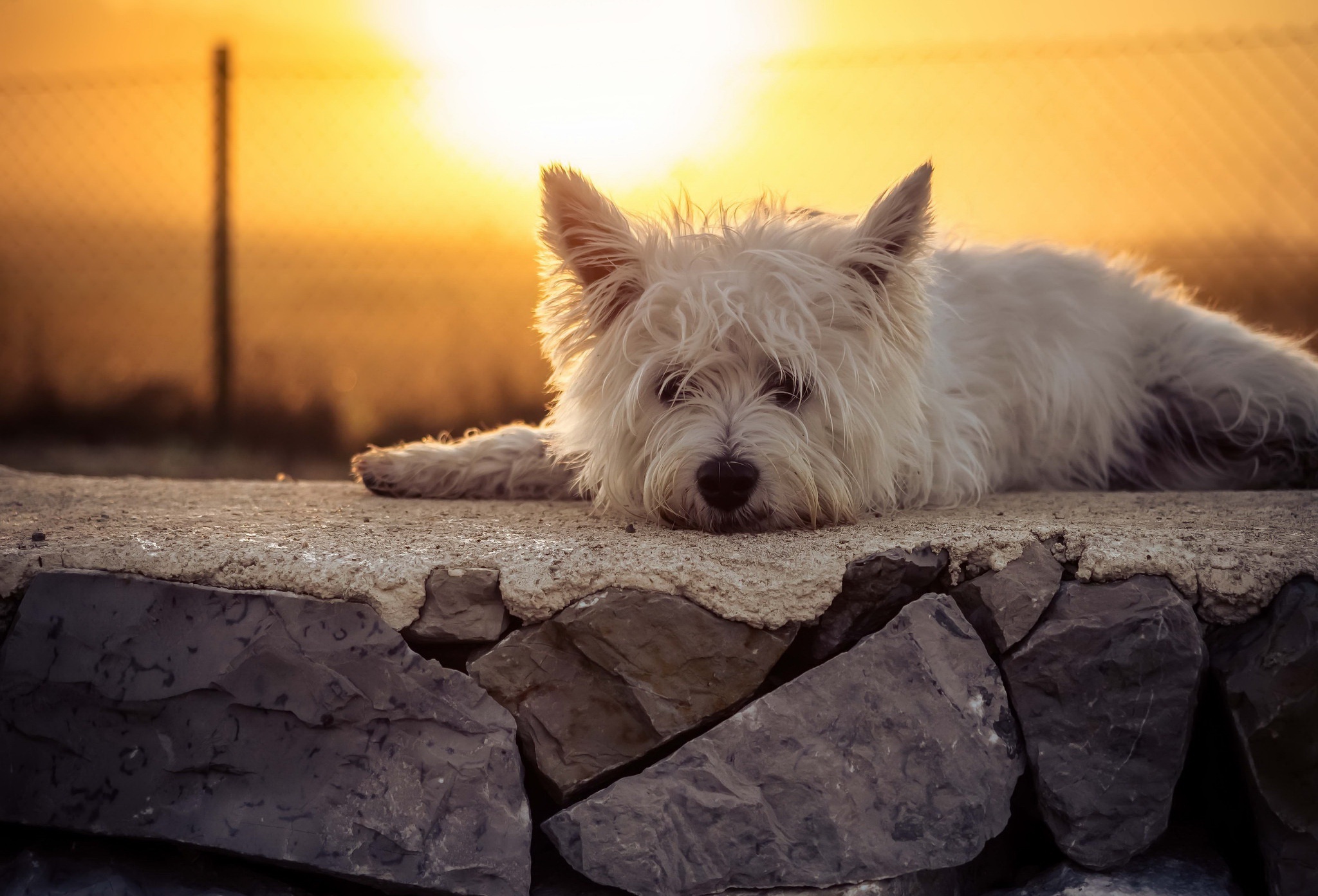 wallpapers animal, west highland white terrier, dog, lying down, sunset, terrier, dogs