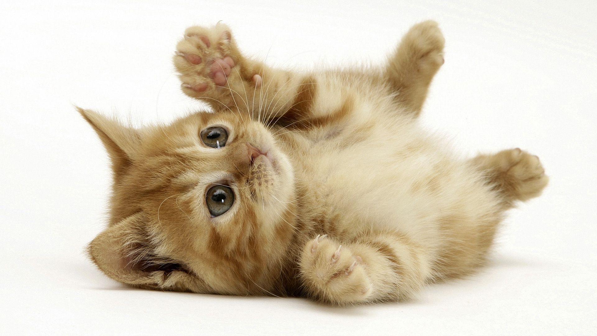 lie, animals, kitty, kitten, to lie down, playful, paw Smartphone Background