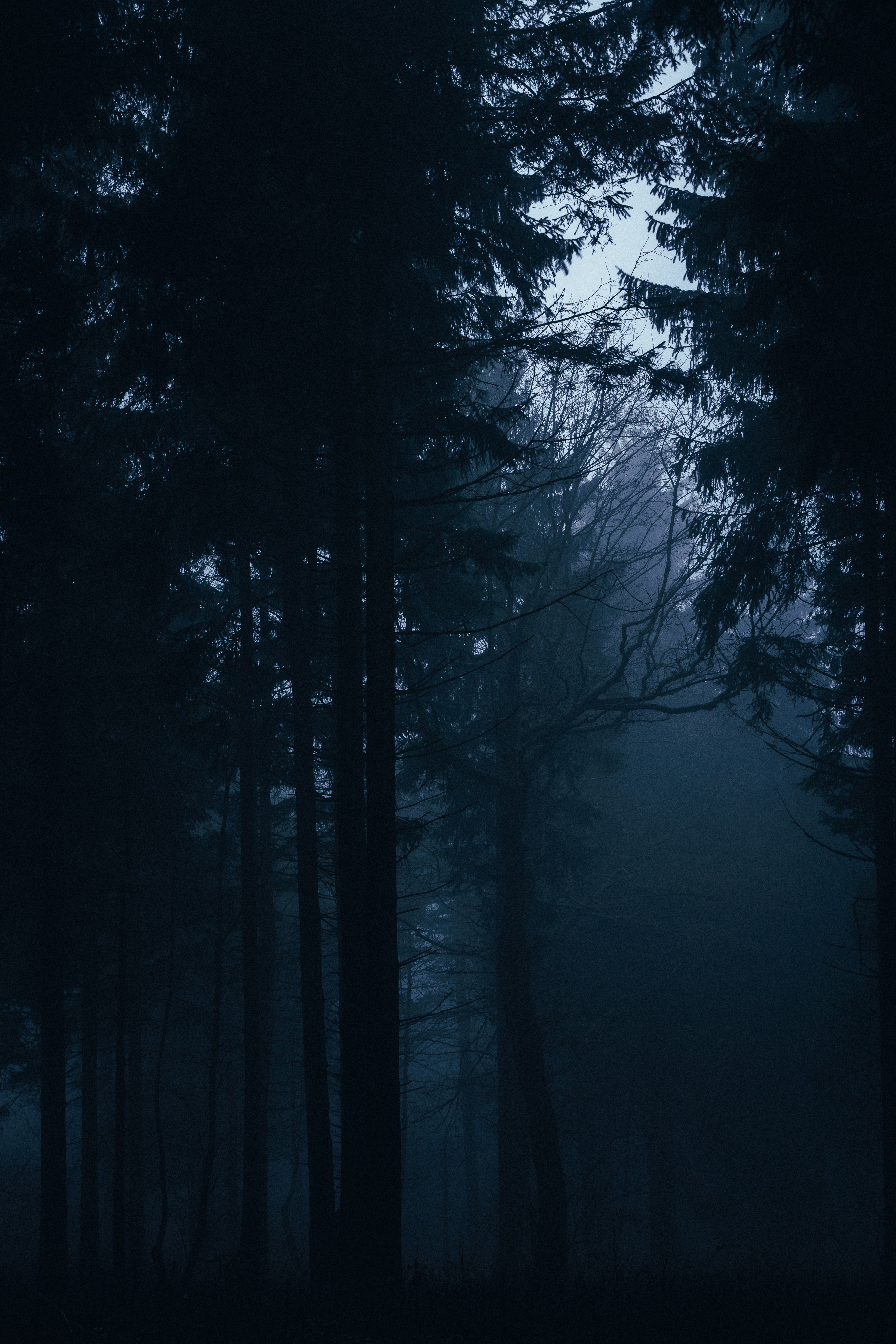140441 завантажити шпалери темні, темний, морок, дерева, ліс, туман, темрява - заставки і картинки безкоштовно