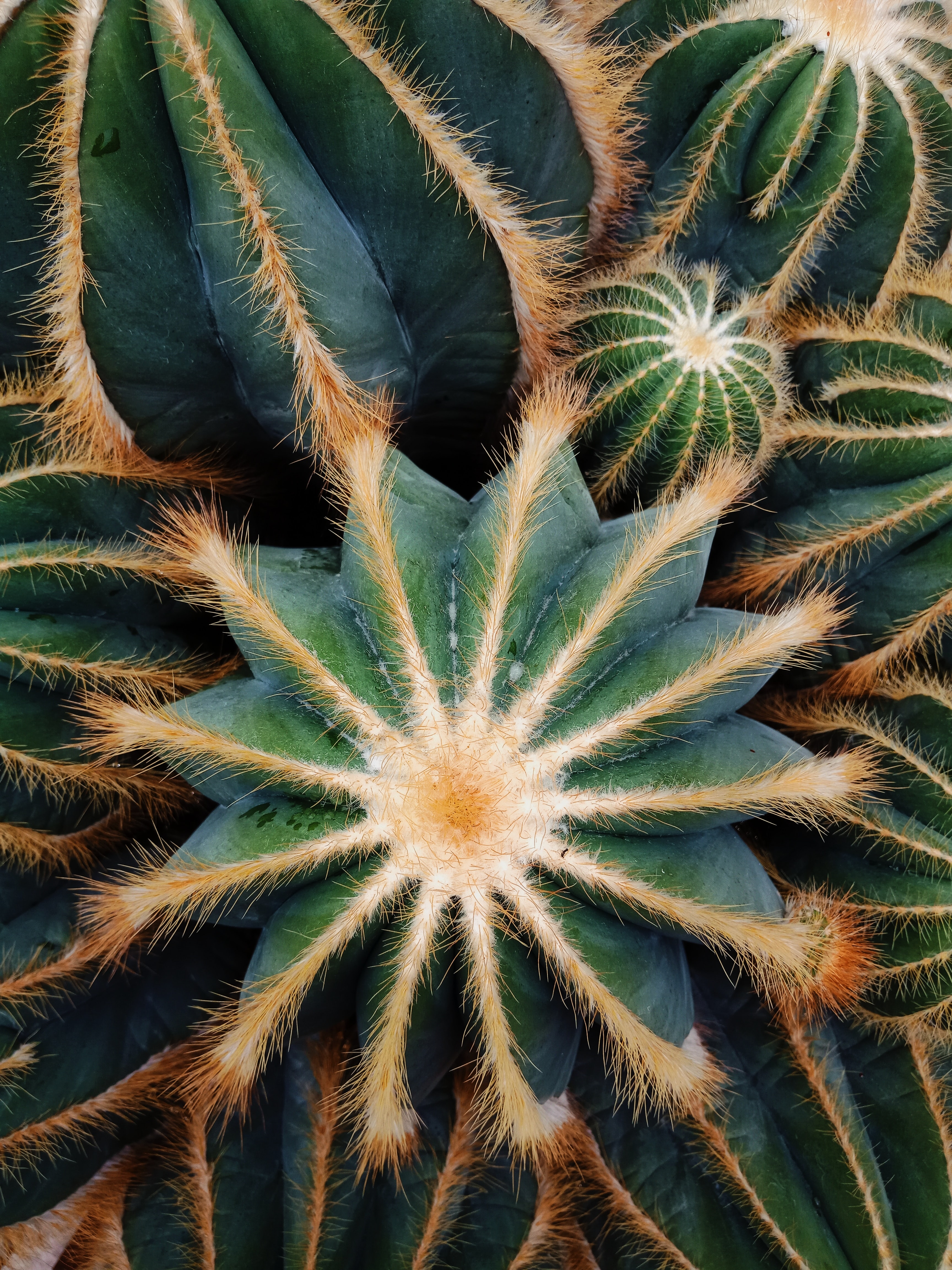 succulent, plant, macro, barbed, spiny, cactus 4K Ultra