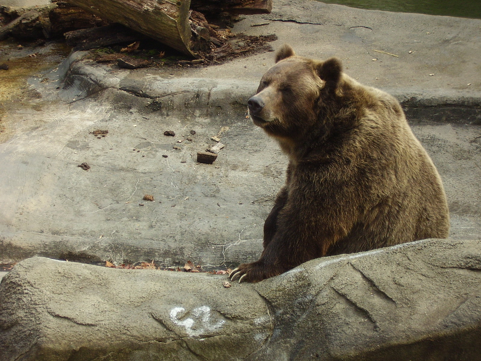521323 descargar imagen oso, animales, osos: fondos de pantalla y protectores de pantalla gratis