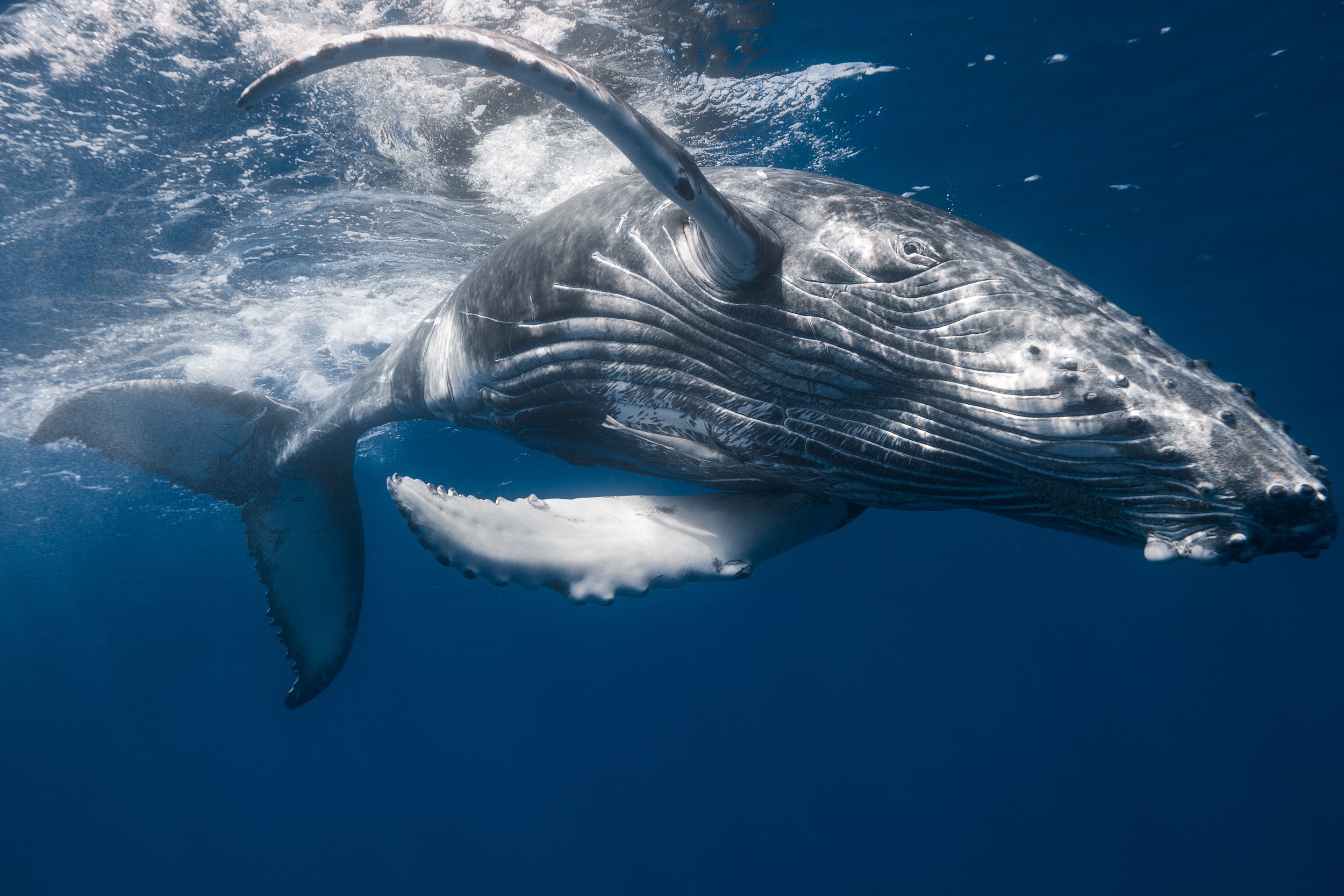 Горбач горбатый кит
