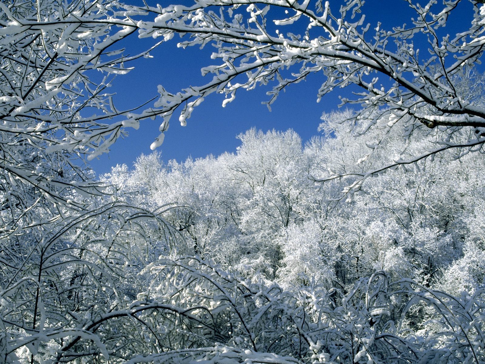 Скачать картинку Снег, Зима, Пейзаж, Деревья в телефон бесплатно.