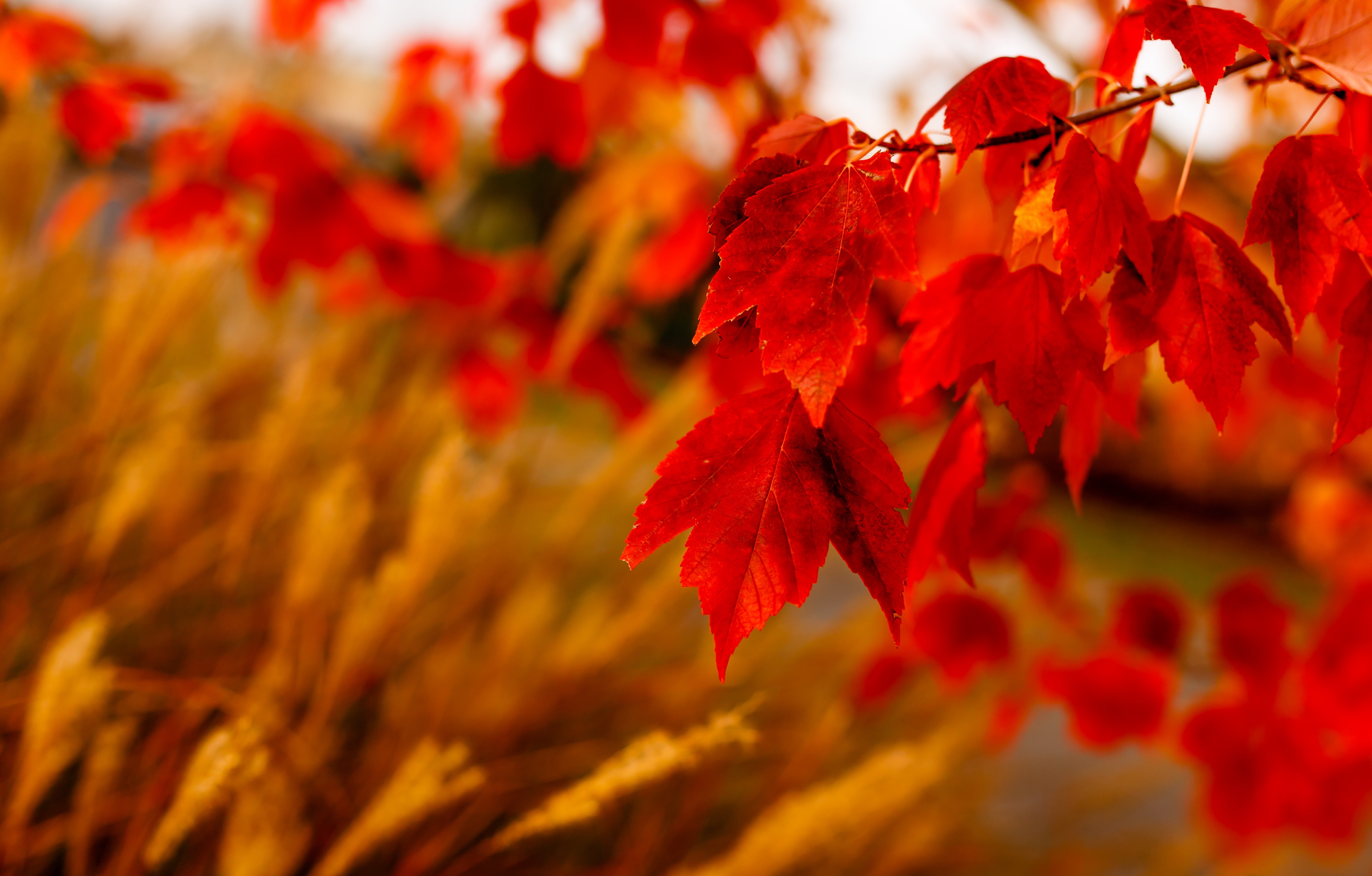Осенний фон для фото