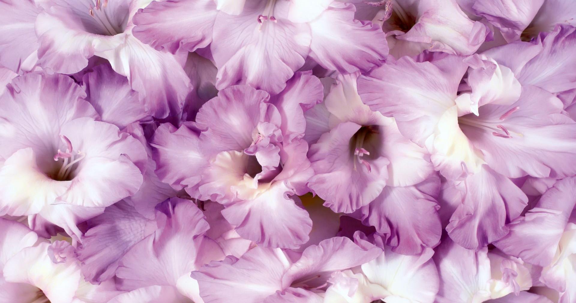gladiolus, earth, flower, gladiolius, purple flower, flowers download HD wallpaper