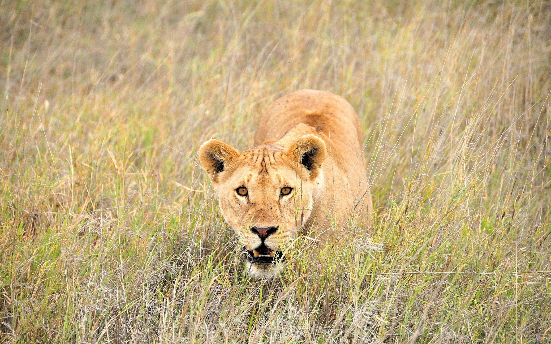 Download mobile wallpaper Muzzle, Grass, Stroll, Animals, Lion for free.