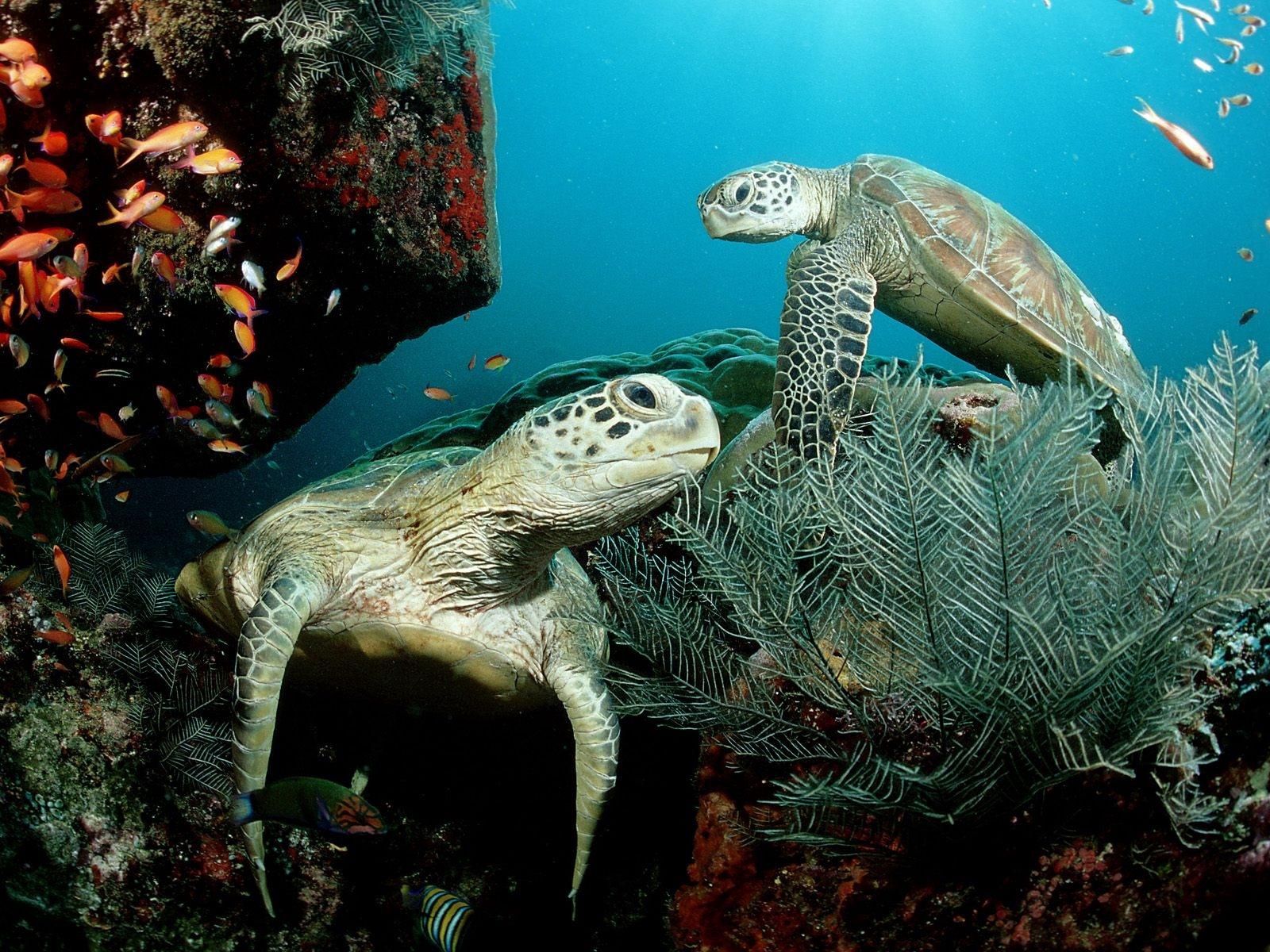 Download mobile wallpaper Turtle, Algae, To Swim, Swim, Animals, Seaweed, Underwater World, Plants for free.