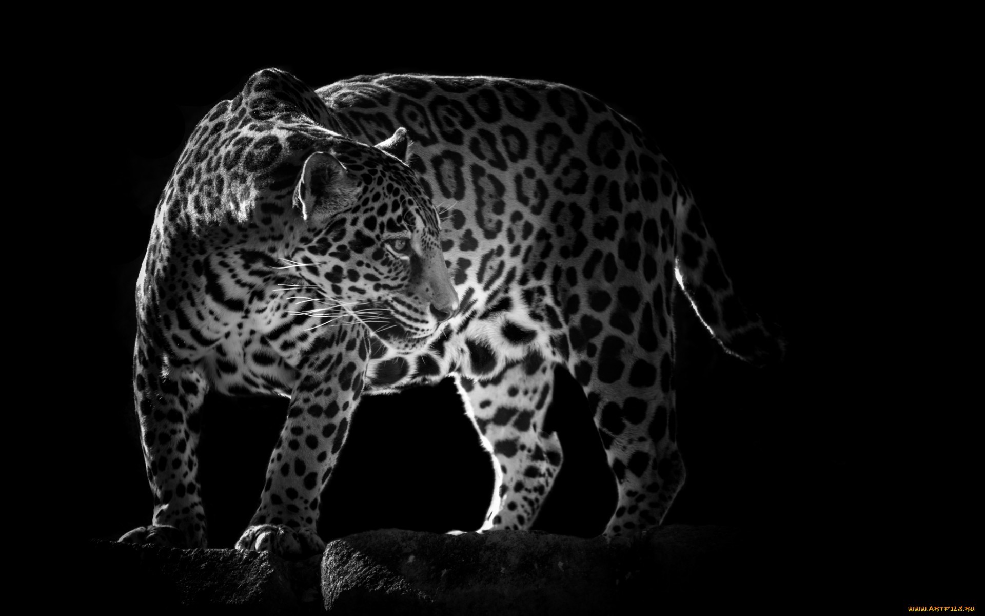 20560 Protetores de tela e papéis de parede Leopards em seu telefone. Baixe  fotos gratuitamente