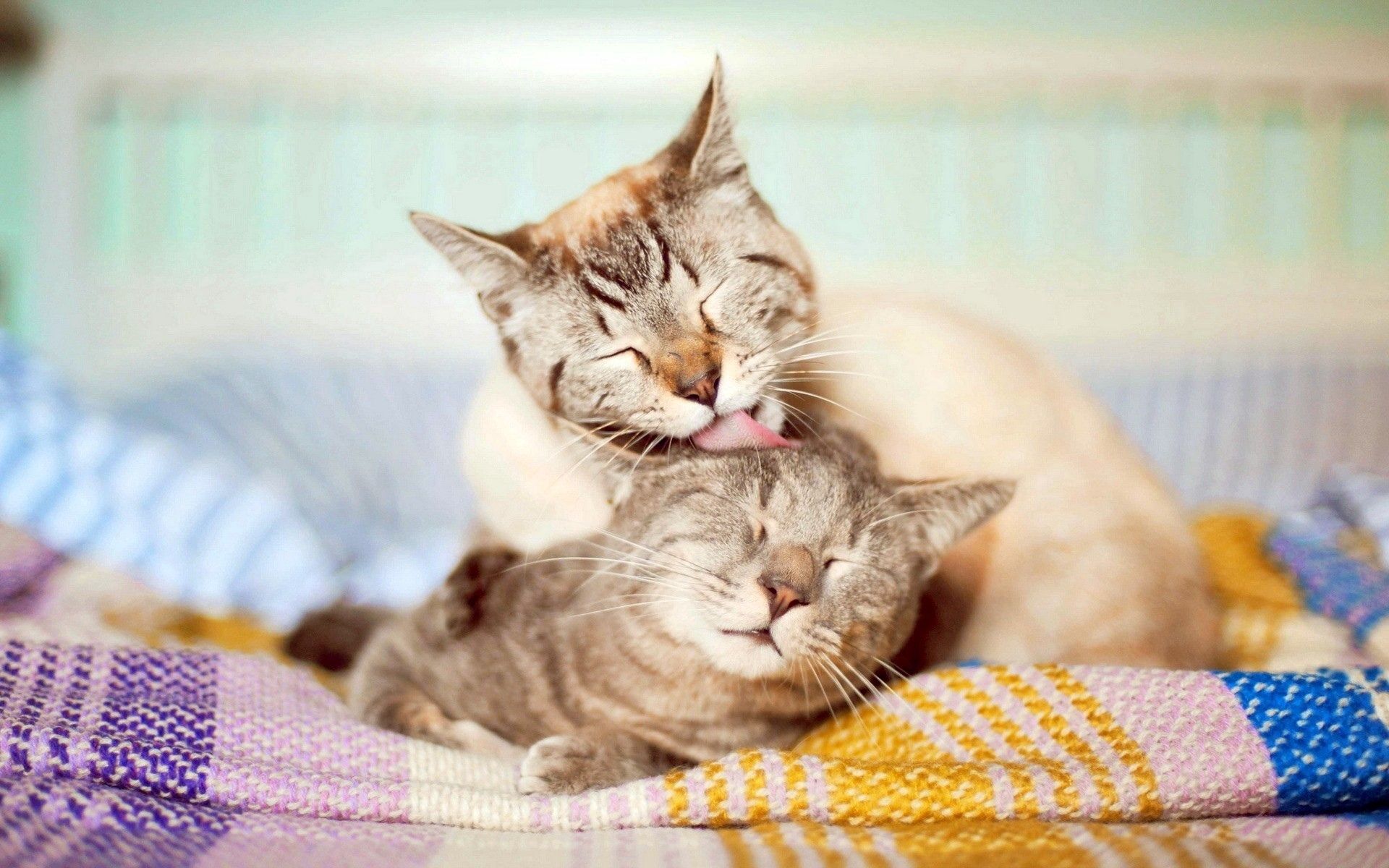 tenderness, cats, animals, couple, pair, care