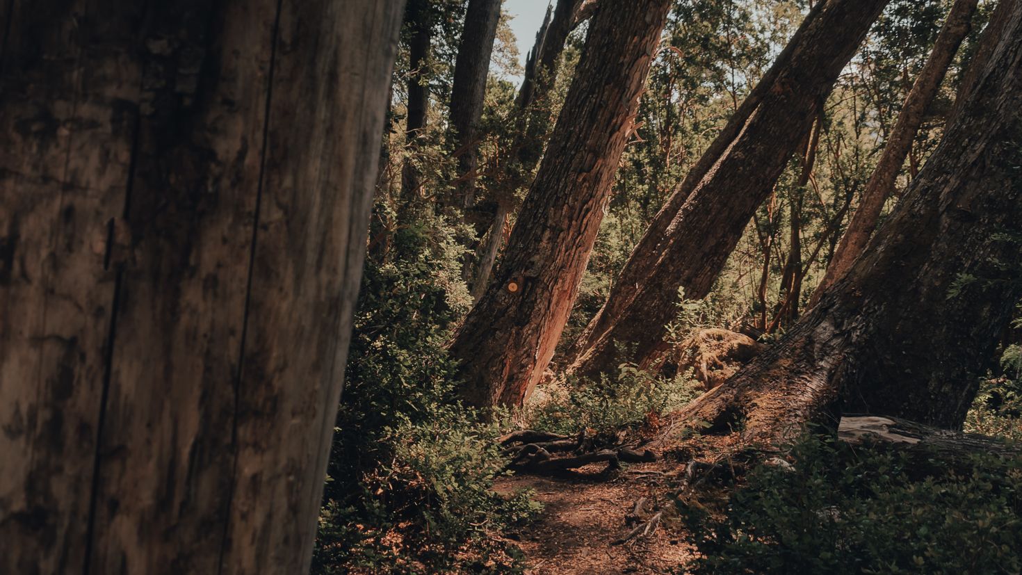 Тропы по деревьям. Обои на ПК дерево. Акациевый лес. Дерево обои 2k. Acacia Forest.