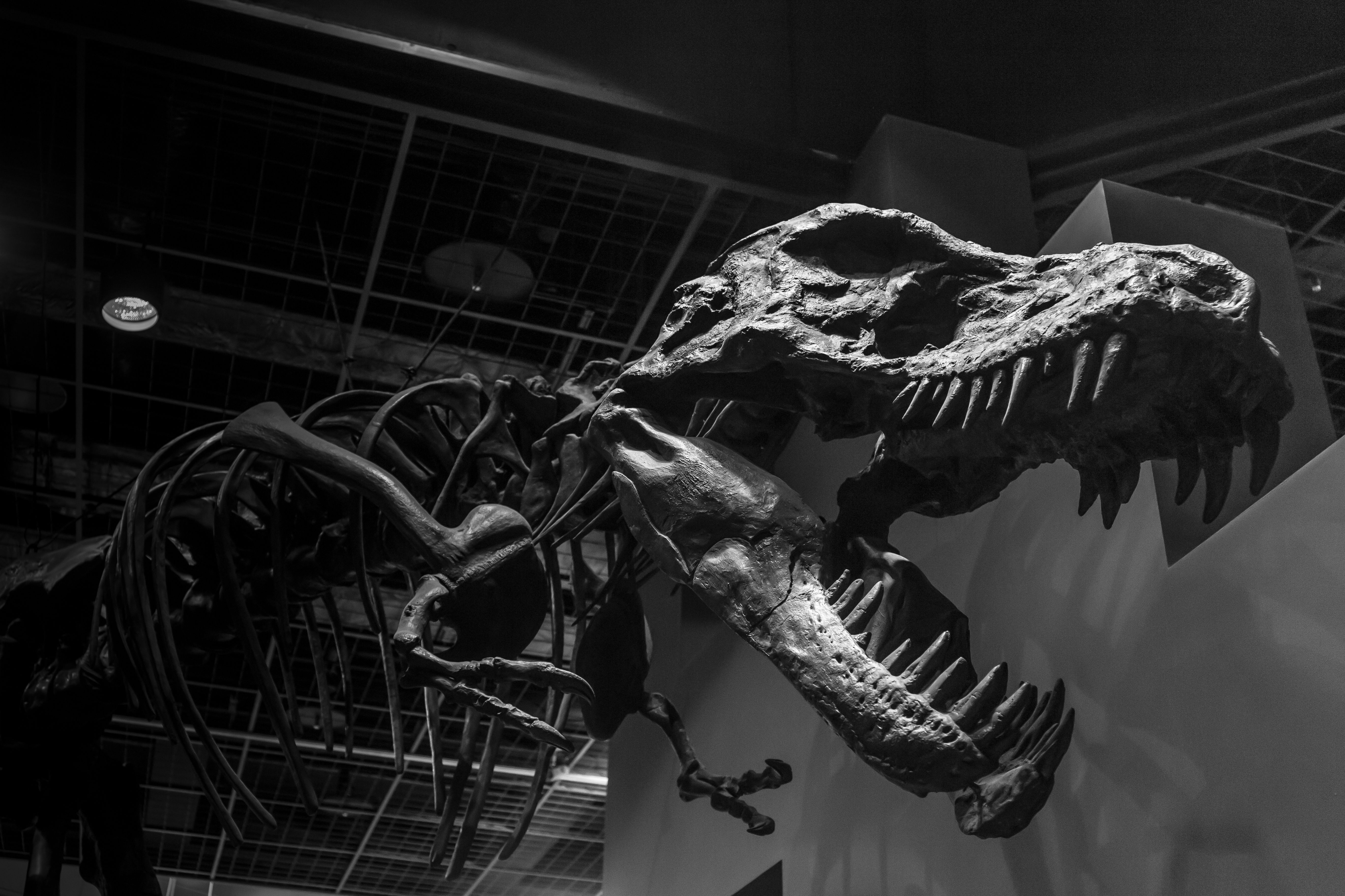 tyrannosaurus rex, animal, black & white, monochrome, museum, skeleton, dinosaurs