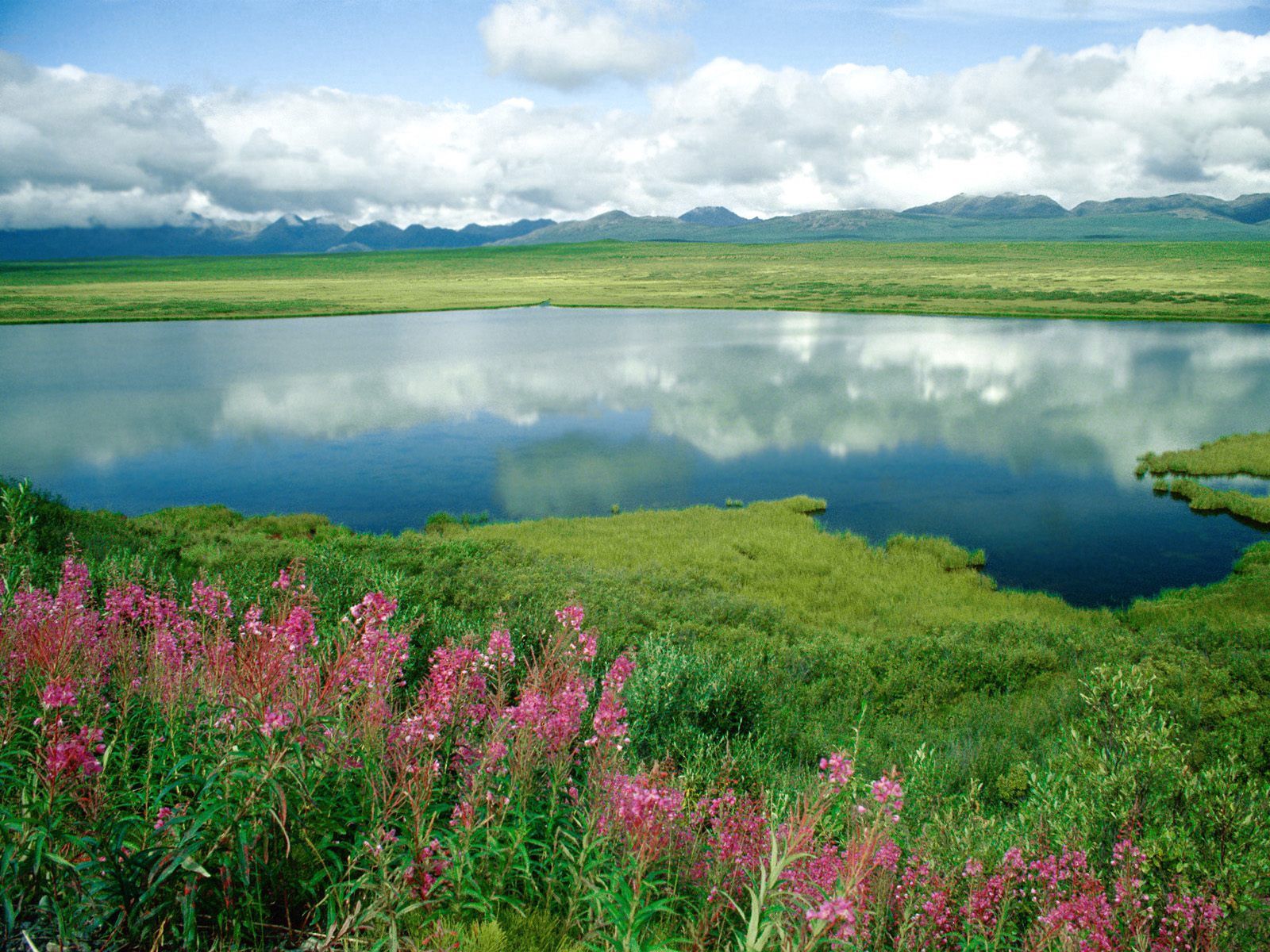 alaska, nature, flowers, grass, mountains, lake, shore, greens, shores Full HD