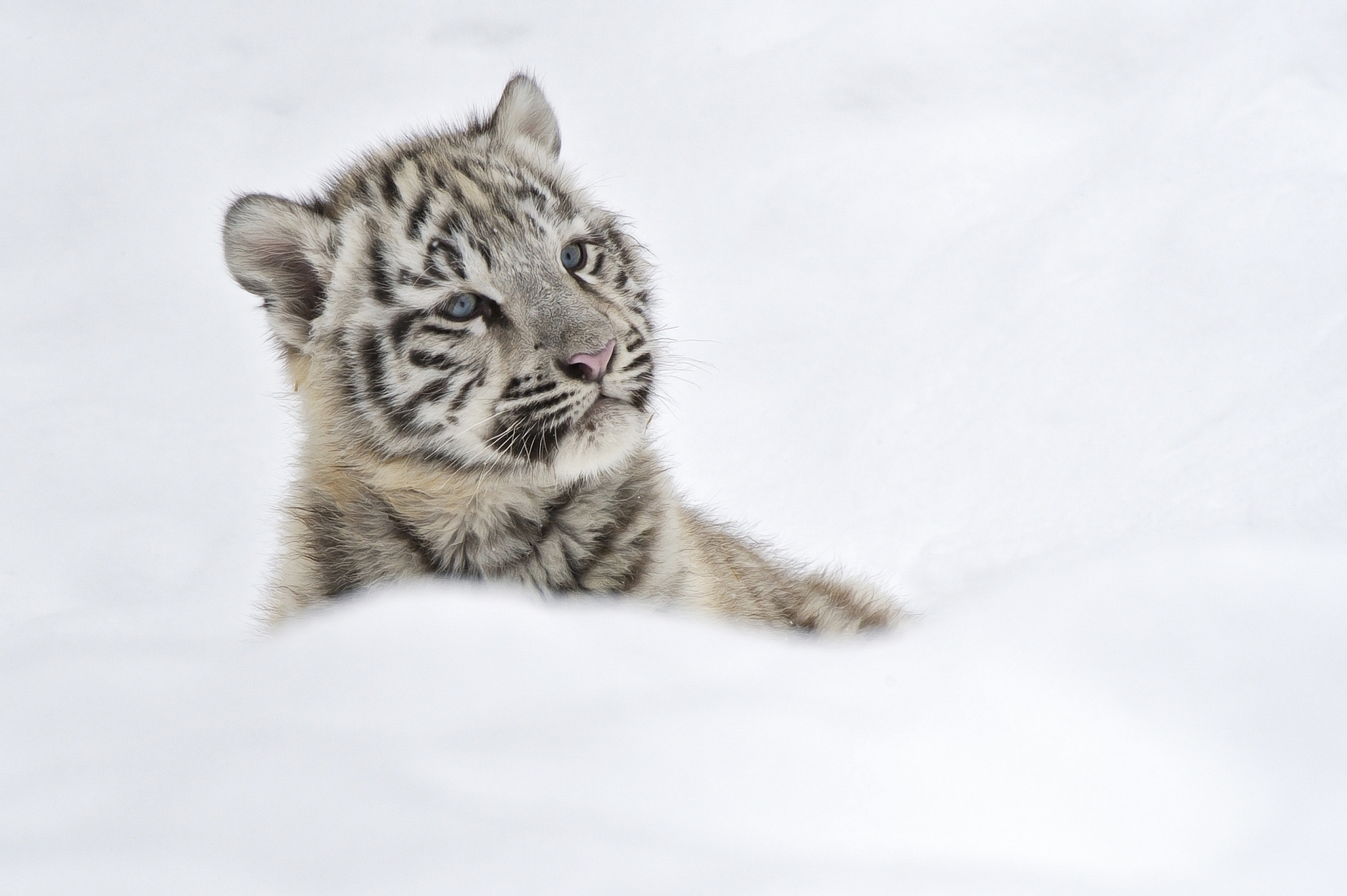 animals, snow, young, tiger, joey, albino Full HD