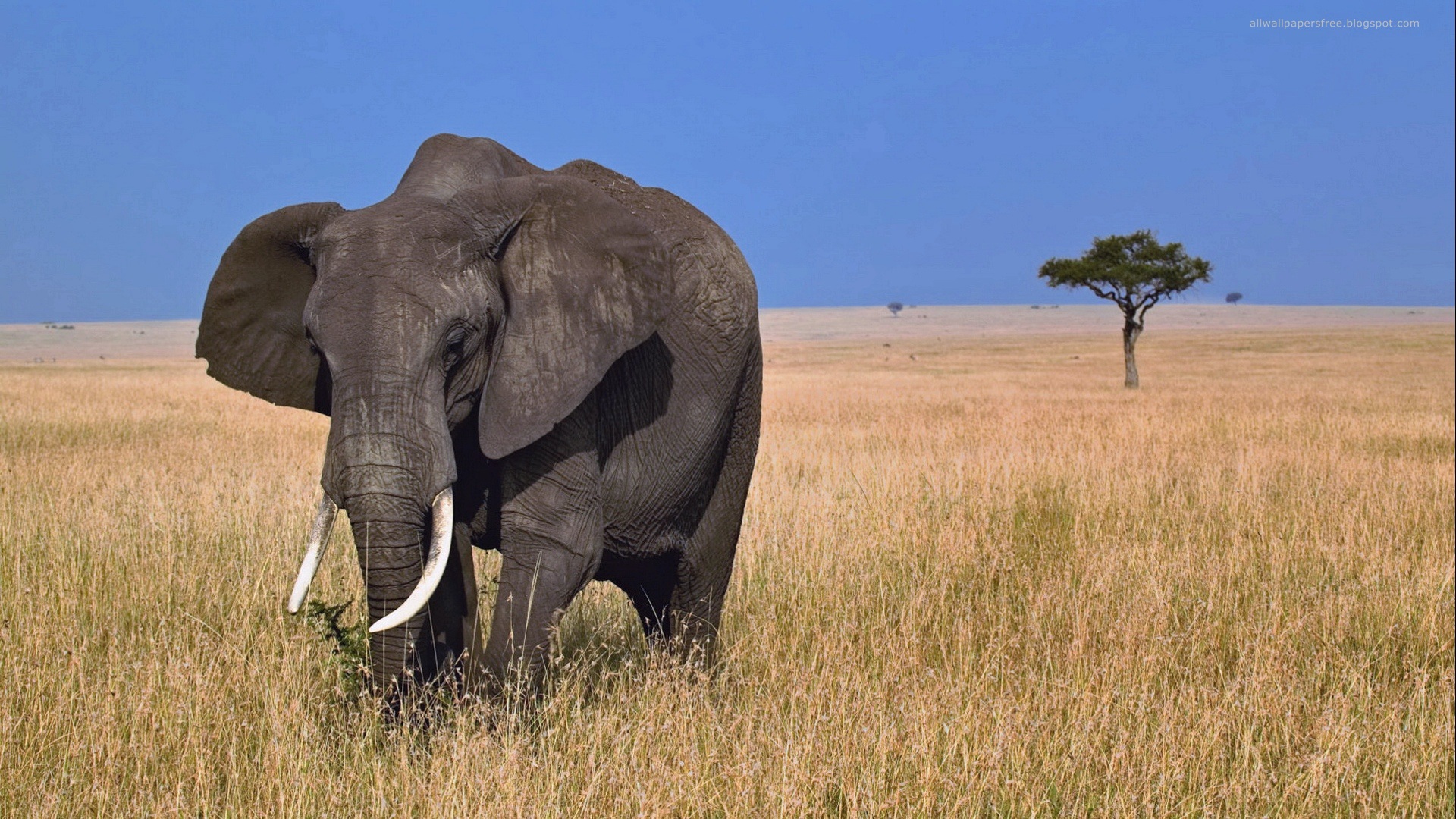 Африканский саванный слон фото