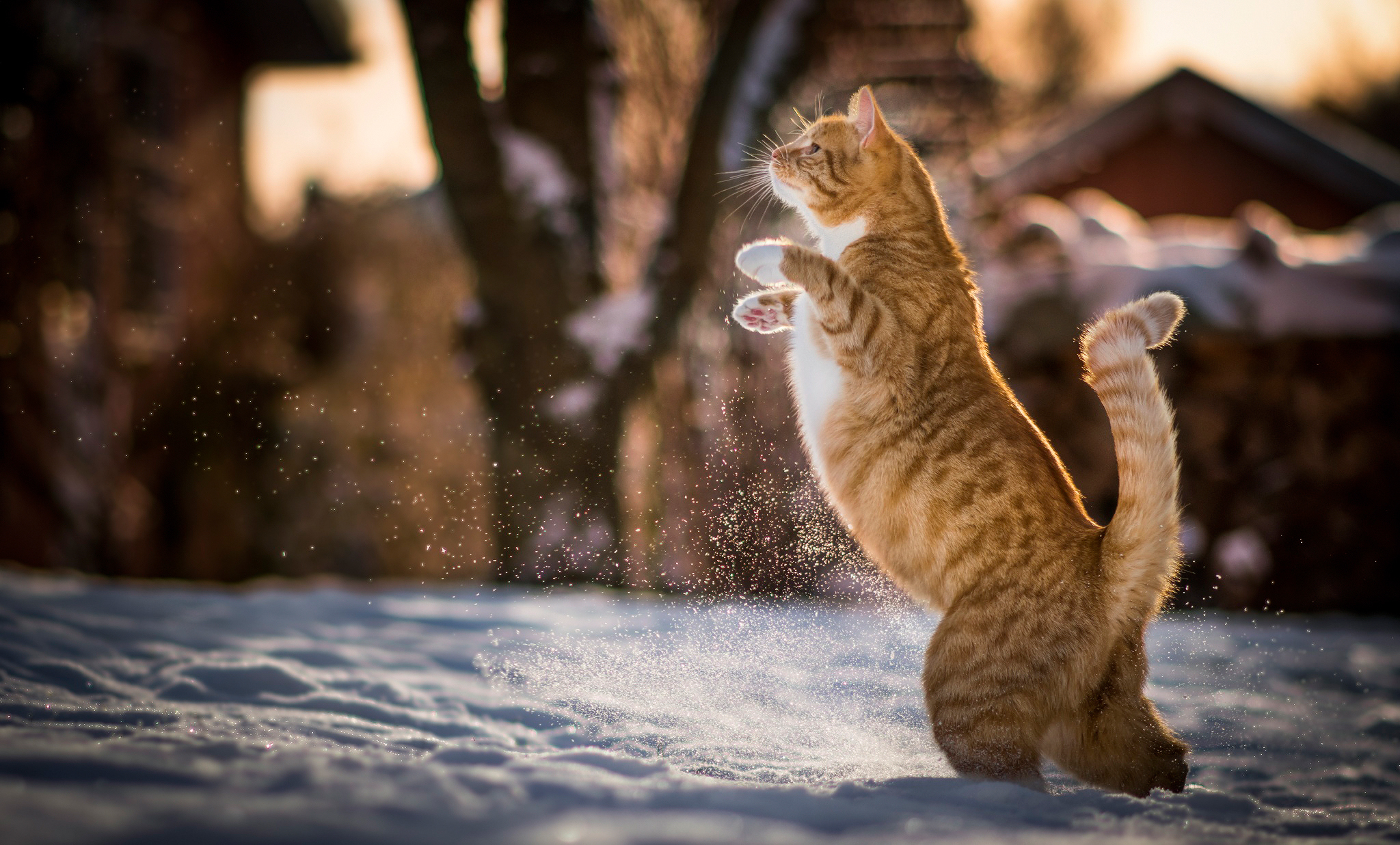 Download mobile wallpaper On Hind Legs, On The Hind Legs, Redhead, Playful, Animals, Cat for free.