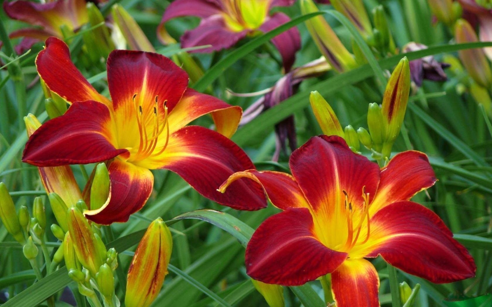 flowers, earth, lily, daylily