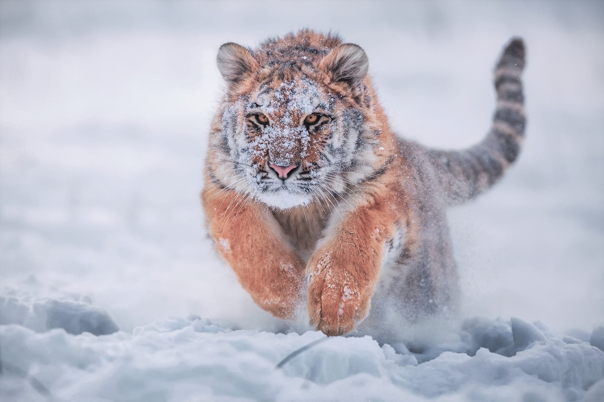 snow, siberian tiger, running, animal, tiger, baby animal, winter, cats