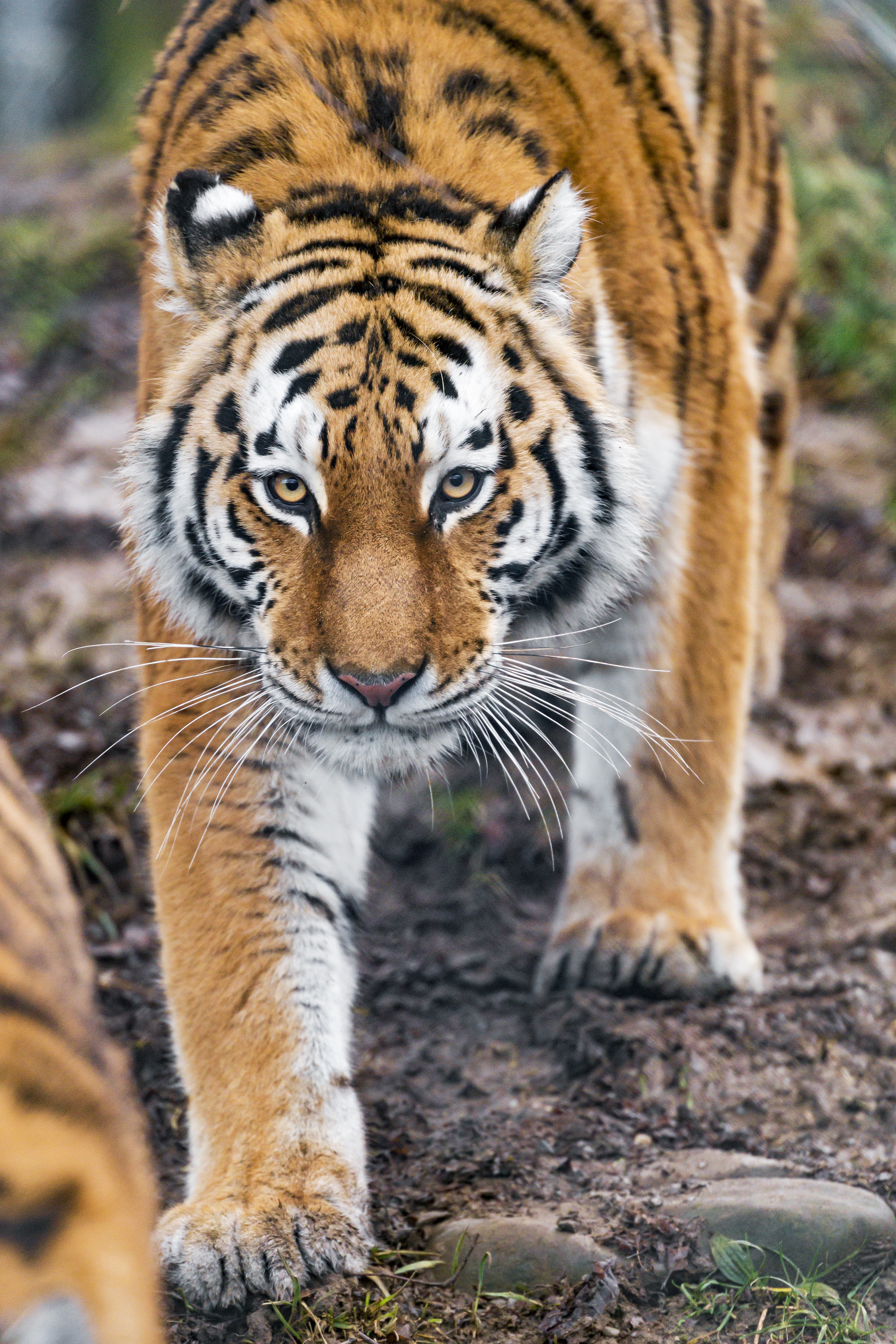 tiger, big cat, animals, predator, sight, opinion, animal 8K