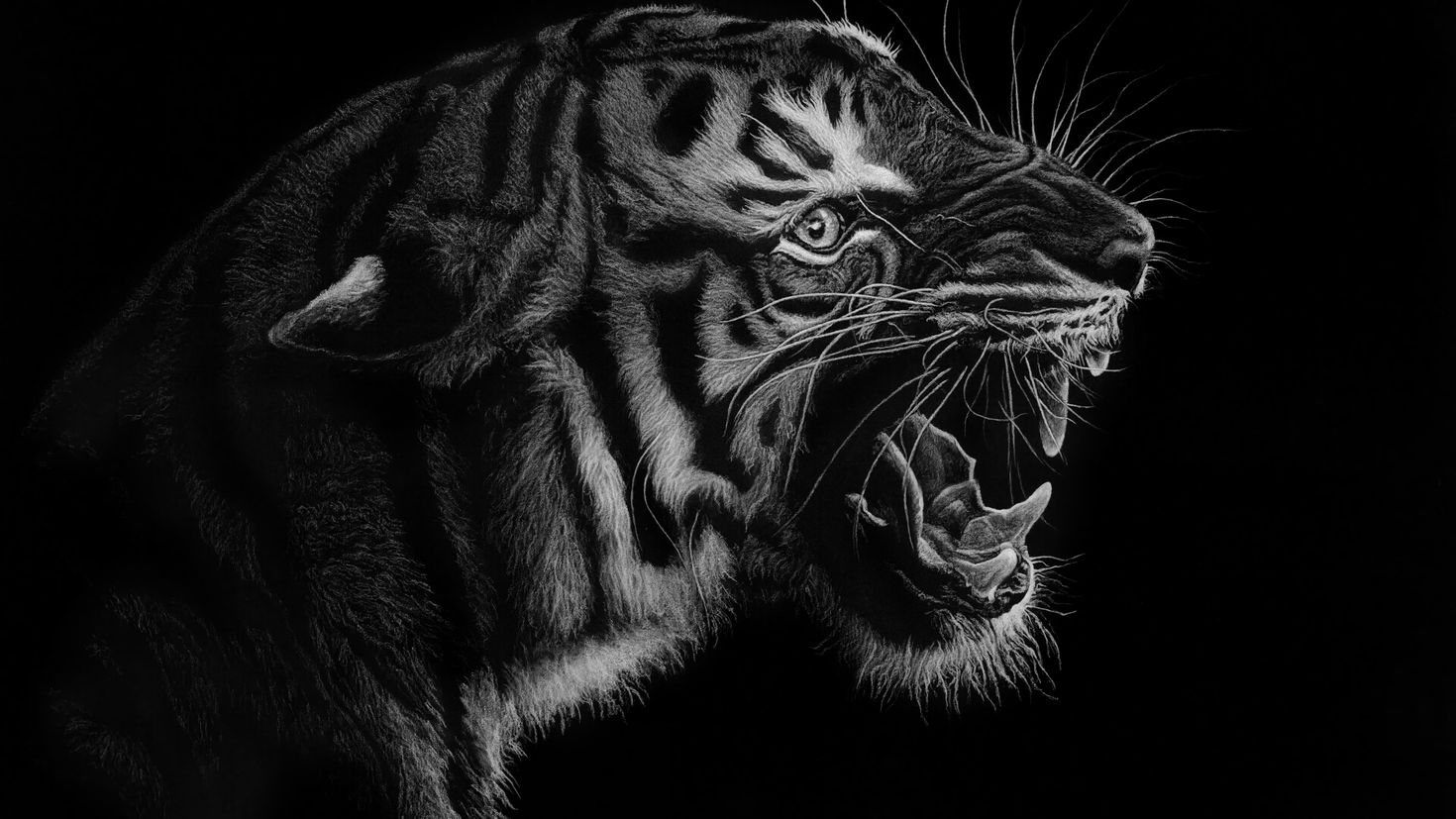 Заставка на телефон оскал. Черный тигр оскал. Тигр черно белый. Тигр арт. Тигр на черном фоне.