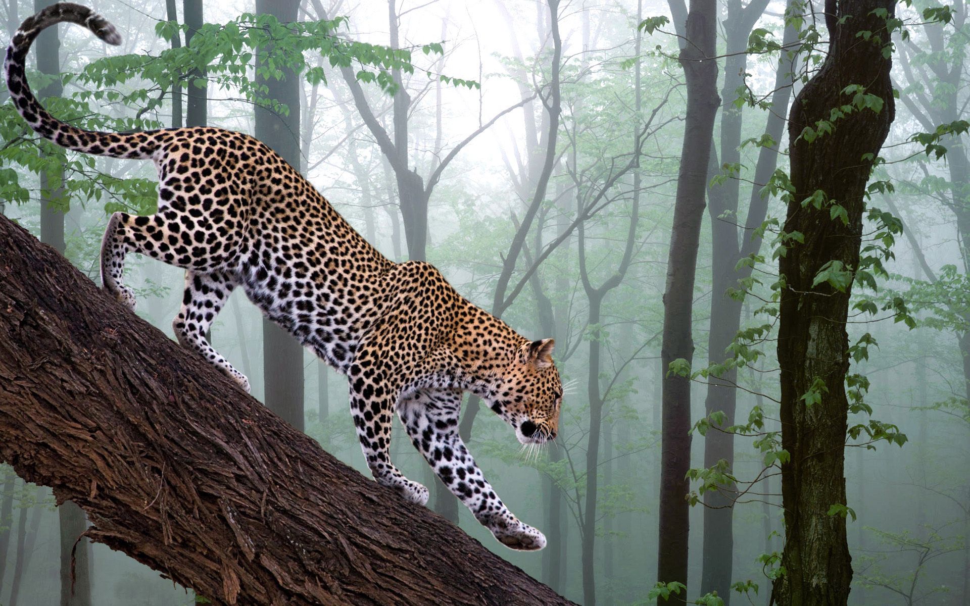 Download mobile wallpaper Branch, Leopard, Fog, Animals, Trees, Forest for free.