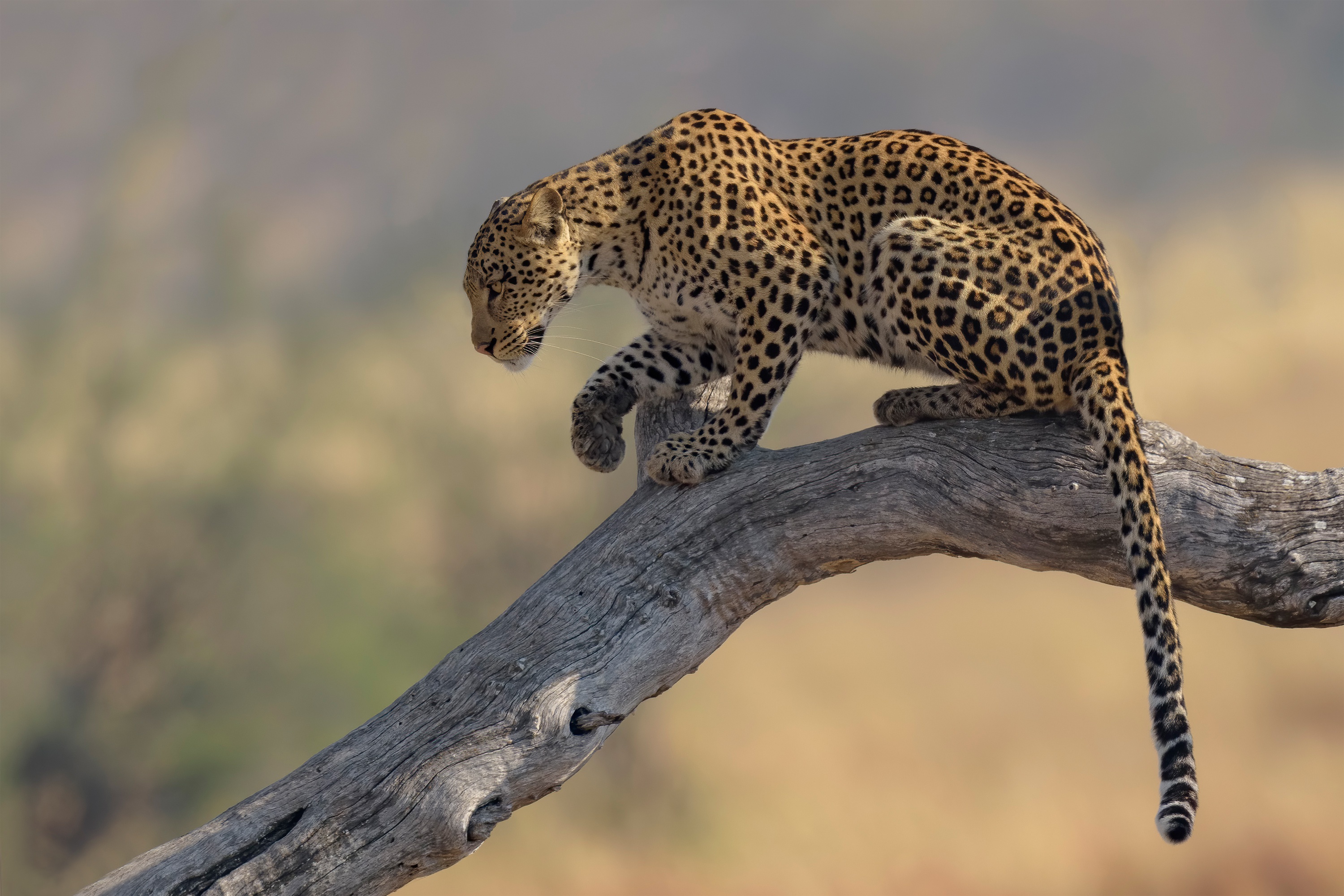 Хвост леопарда