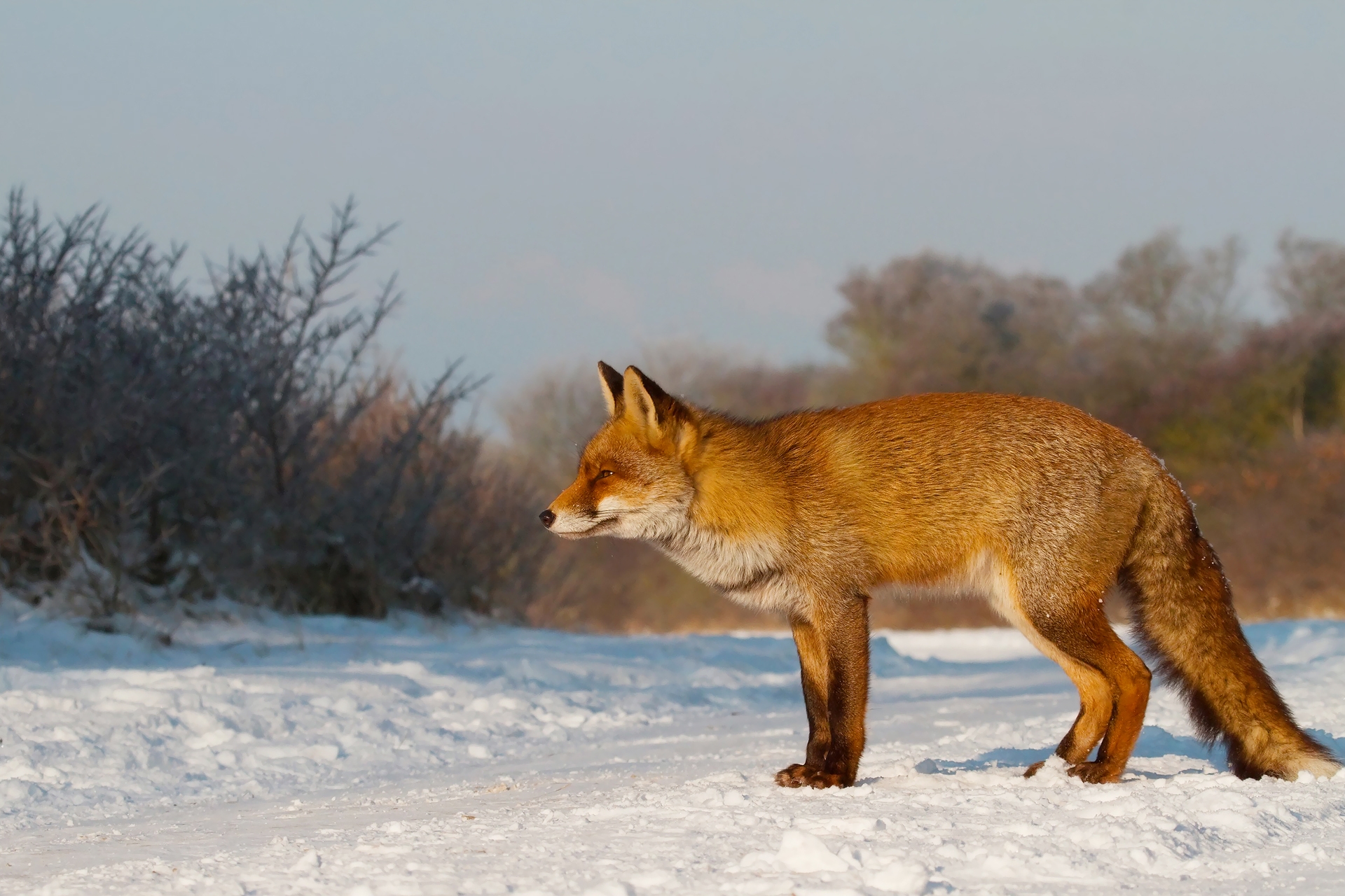 animals, snow, fox, hunting, hunt, mindfulness, attentiveness