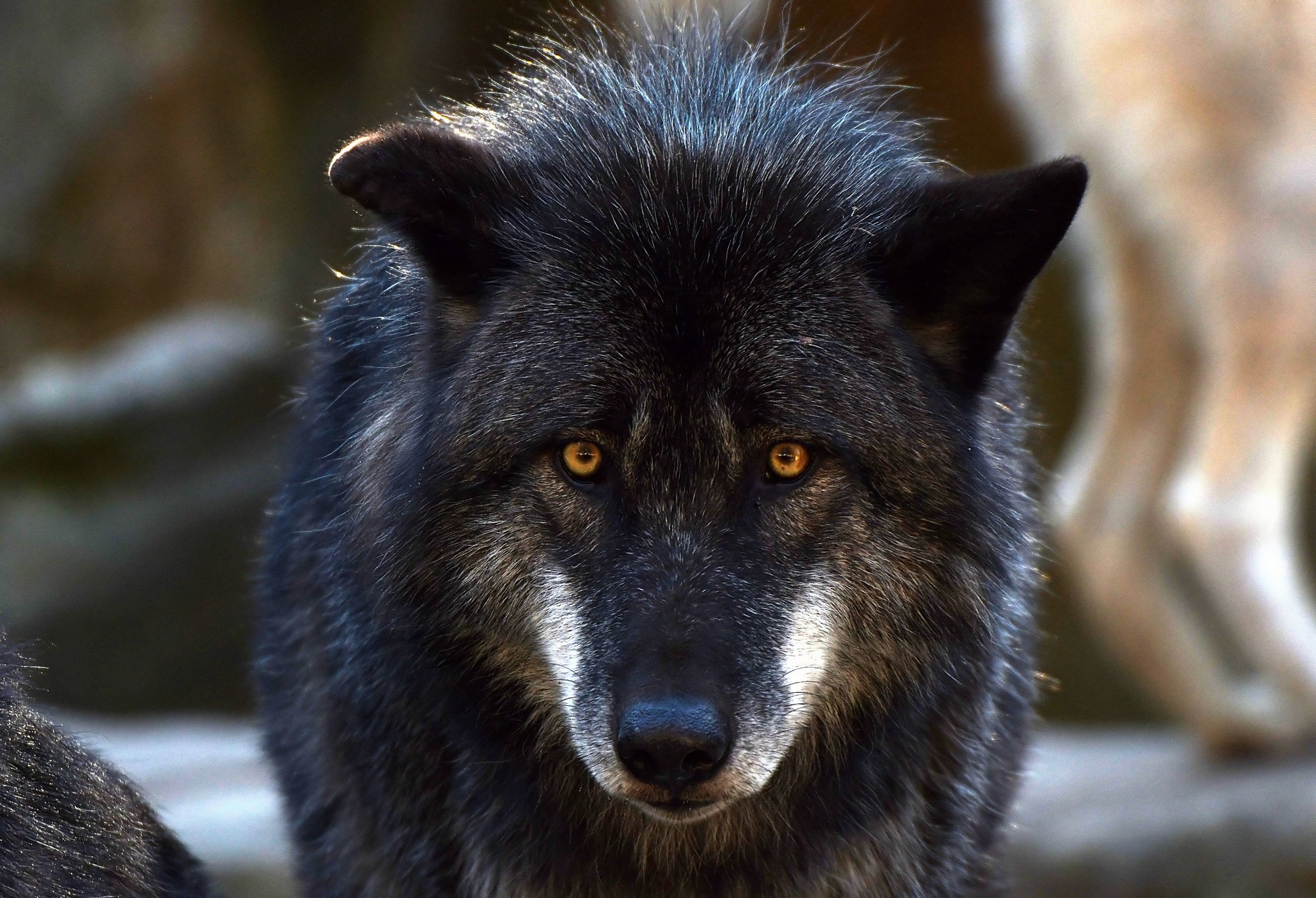 Черный Аляскинский волк