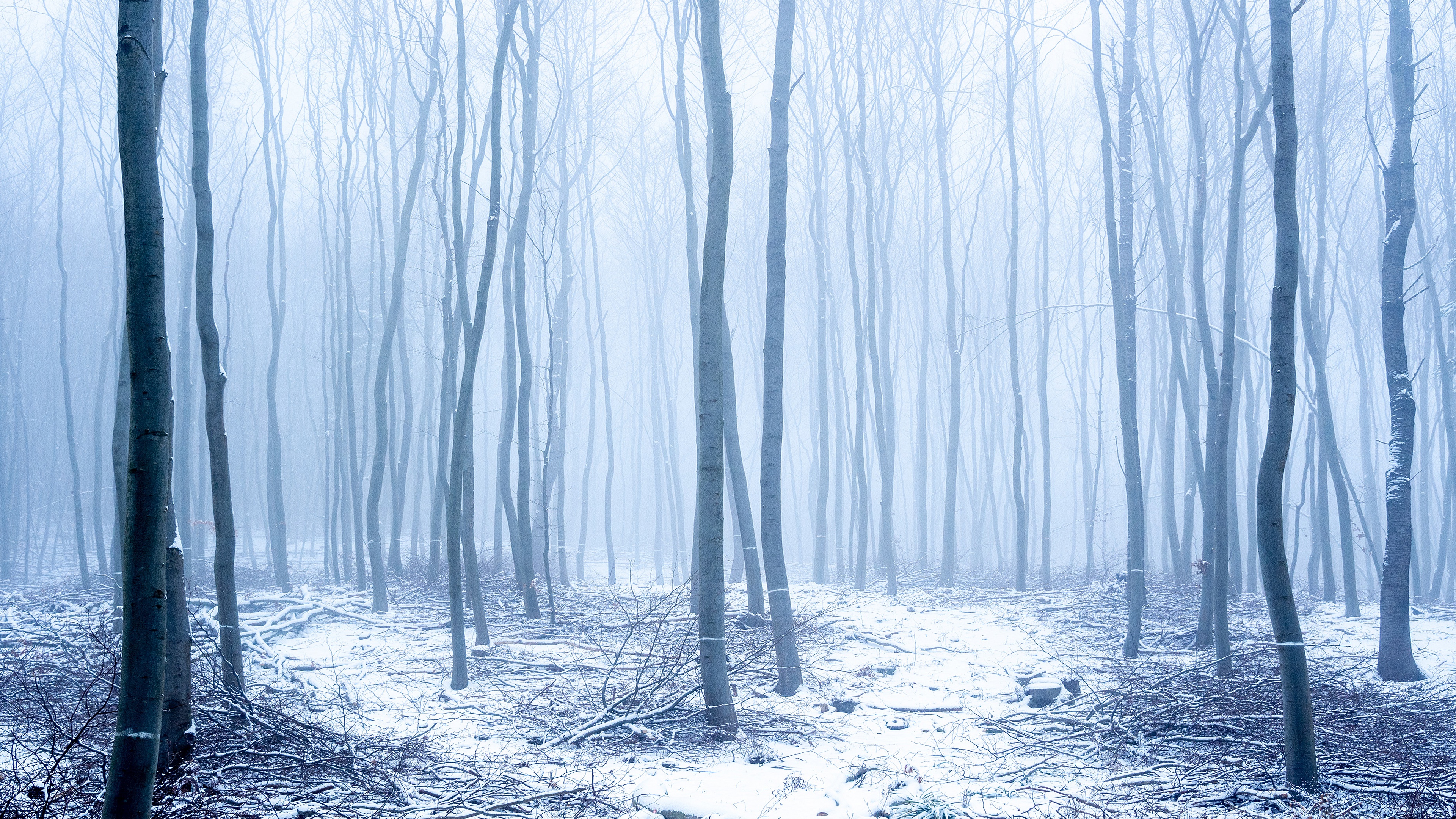 1003594 завантажити картинку земля, зима, туман, ліс, сніг, стовбур - шпалери і заставки безкоштовно