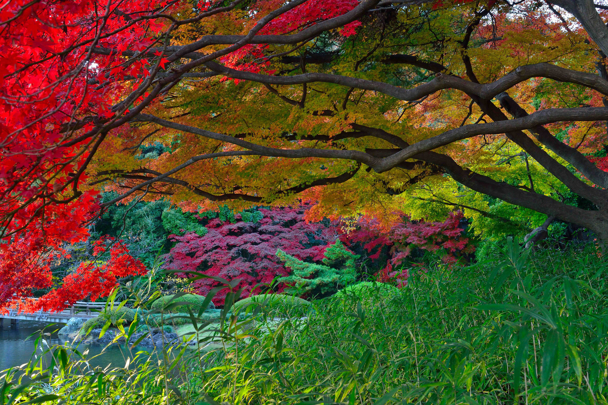 Осень, Дерево, Сад, Сделано Человеком, Японский Сад - обои на рабочий стол ...