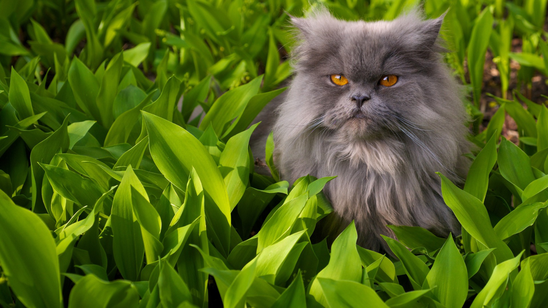 Персидская кошка серая пушистая