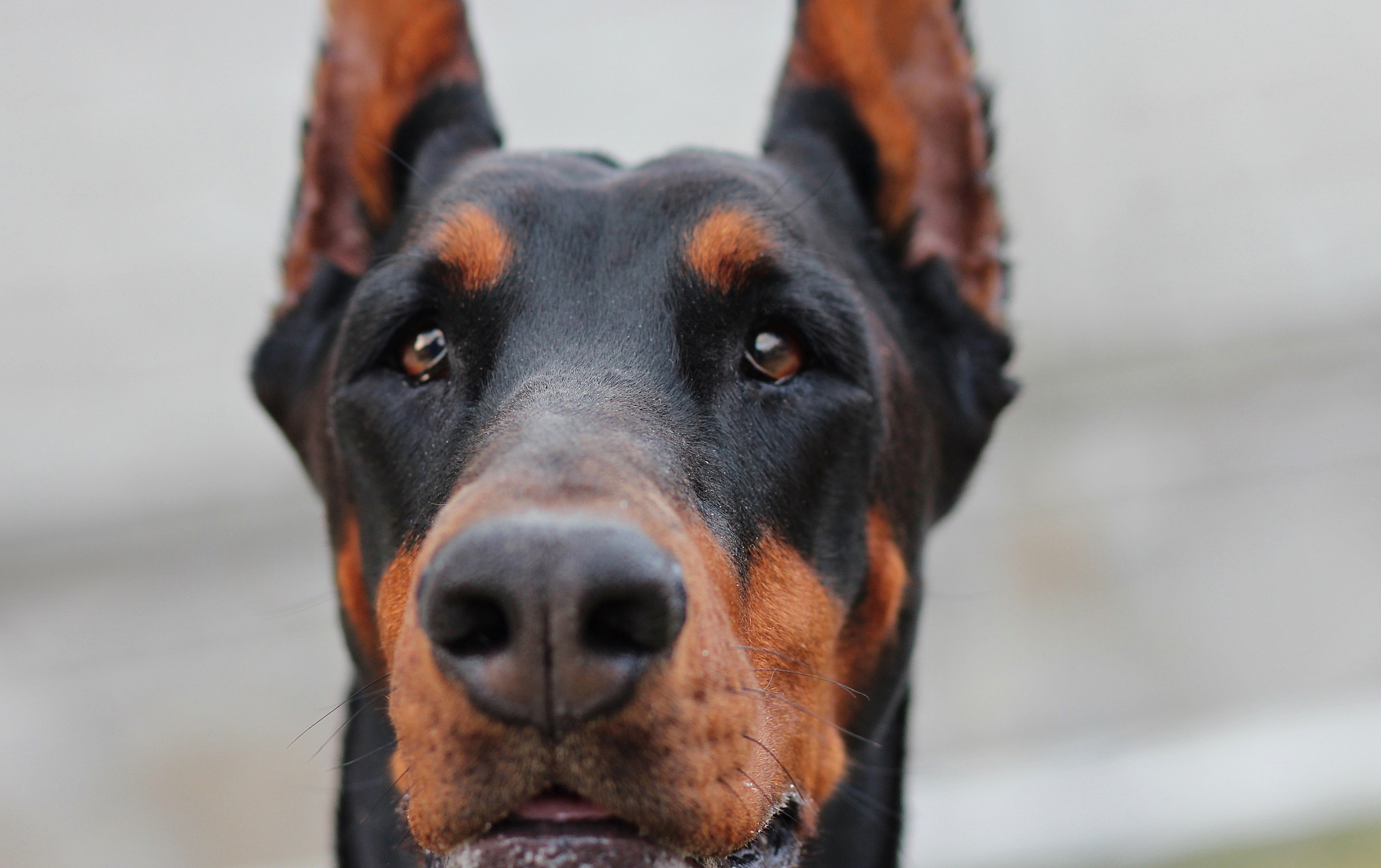 Download mobile wallpaper Dog, Doberman, Muzzle, Animals for free.