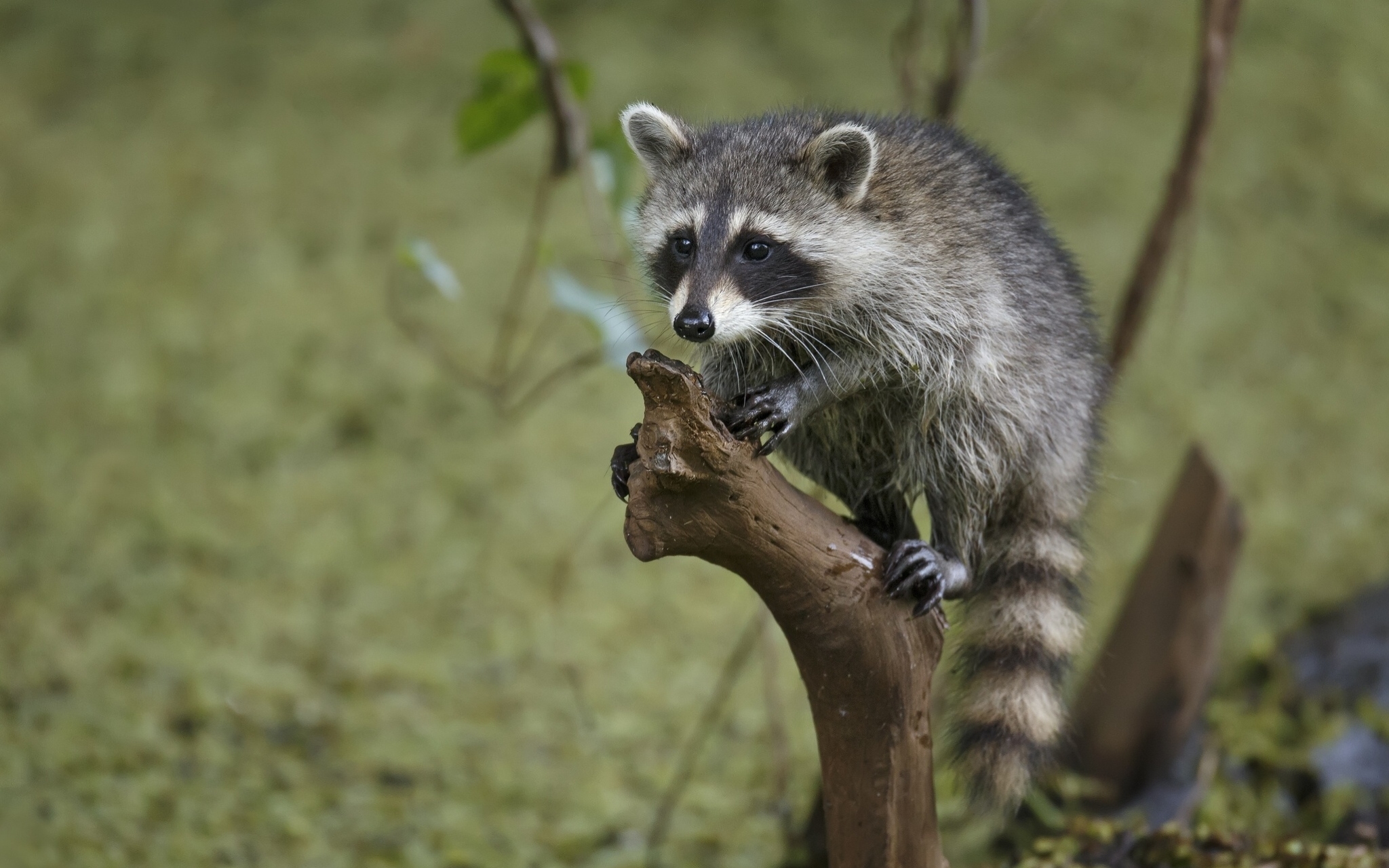 Free download wallpaper Tree, Branches, Striped, Raccoon, Animals, Wood on your PC desktop