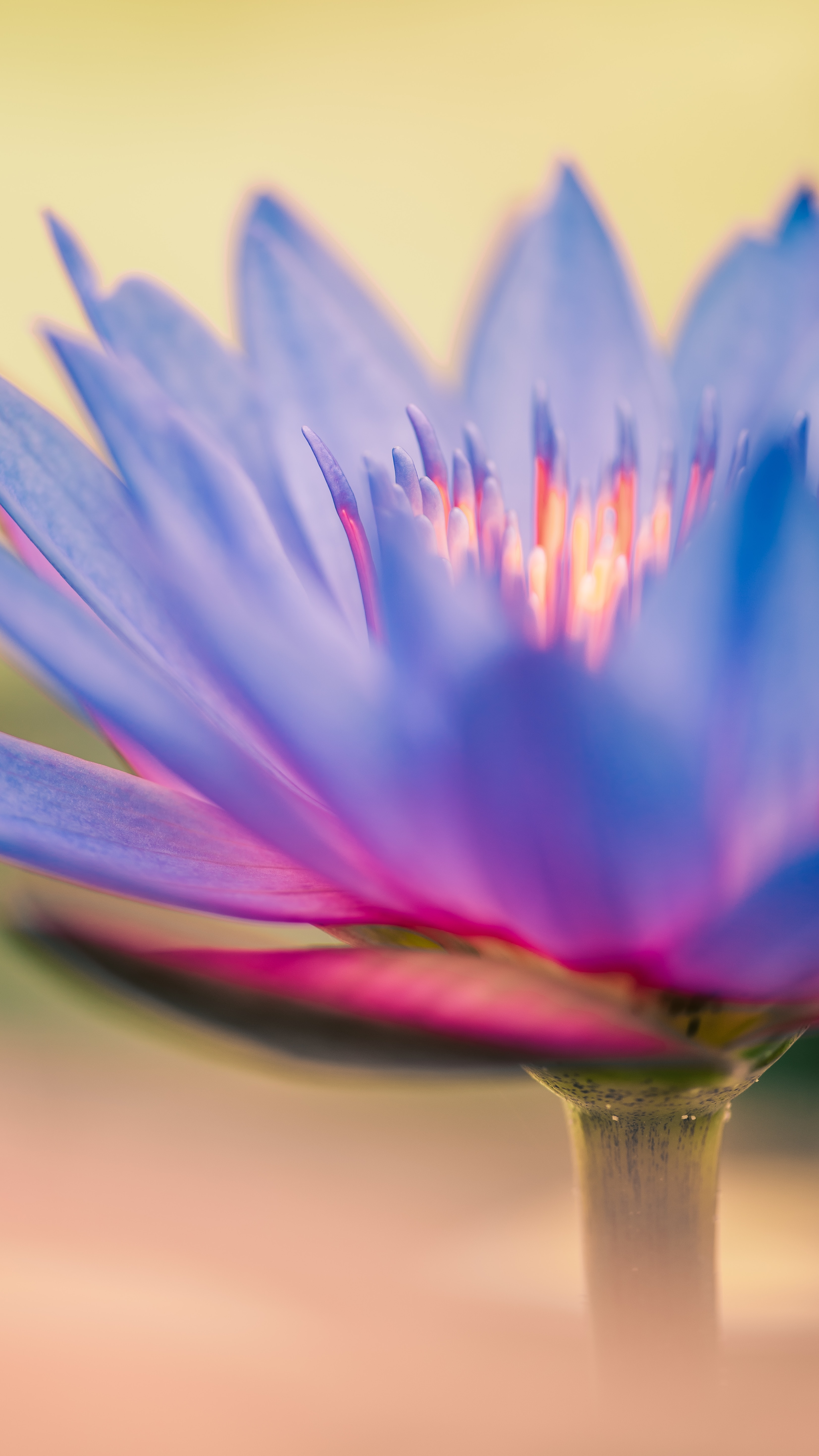 Laden Sie das Blume, Blumen, Lilie, Lily, Makro, Nahaufnahme, Nahansicht-Bild kostenlos auf Ihren PC-Desktop herunter