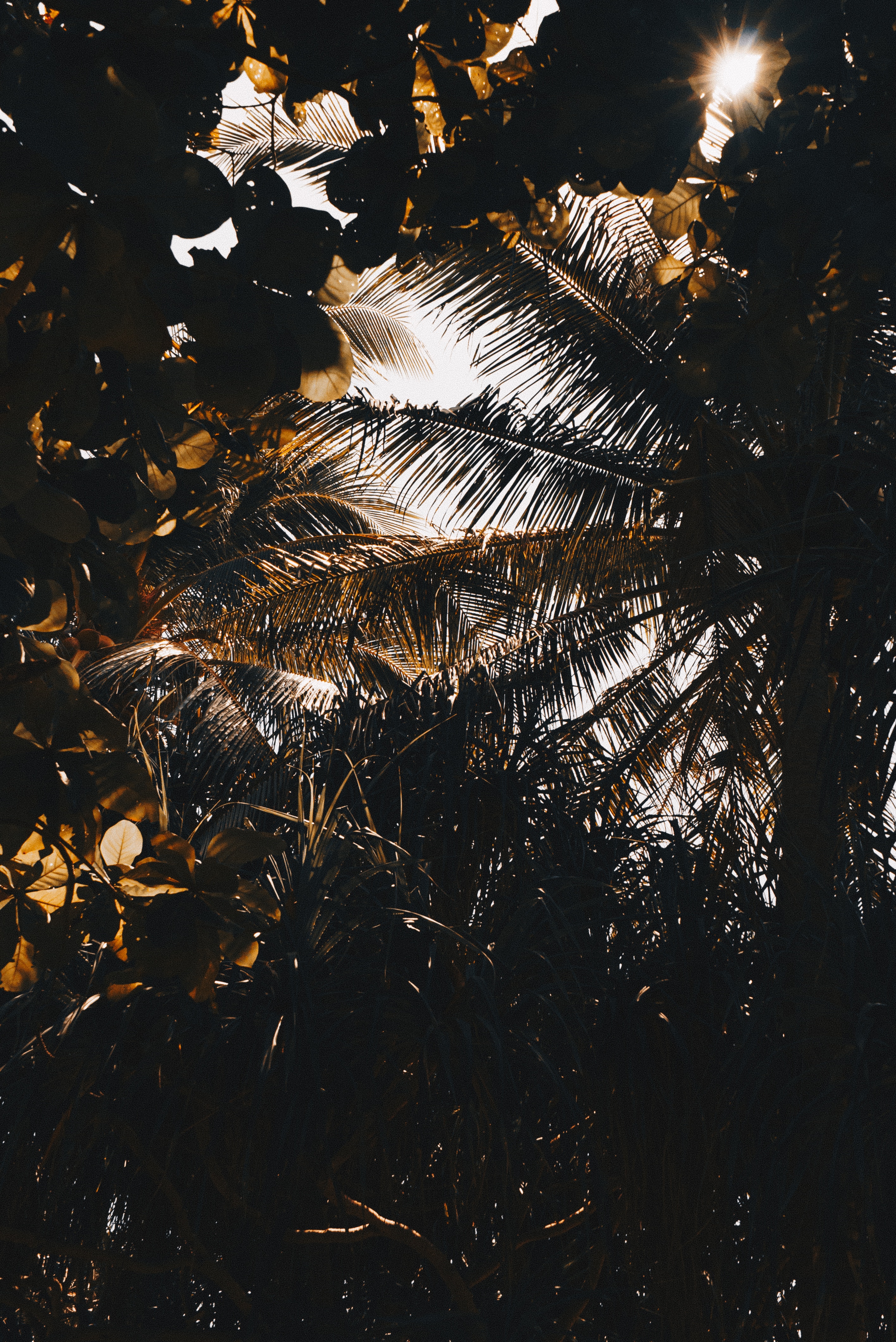 Free download wallpaper Palm, Branches, Shadows, Leaves, Nature, Dark on your PC desktop