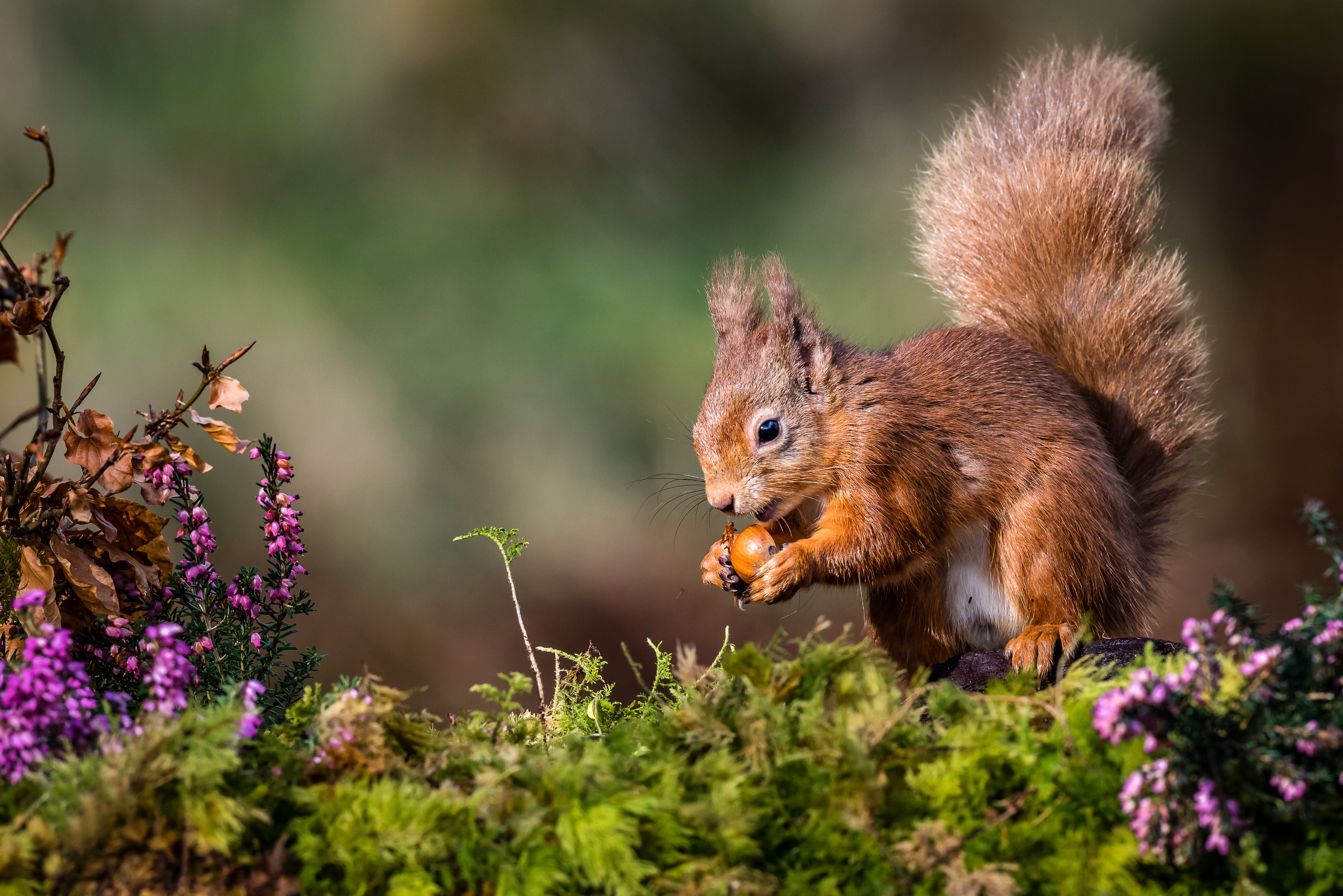 animal, squirrel, rodent HD wallpaper