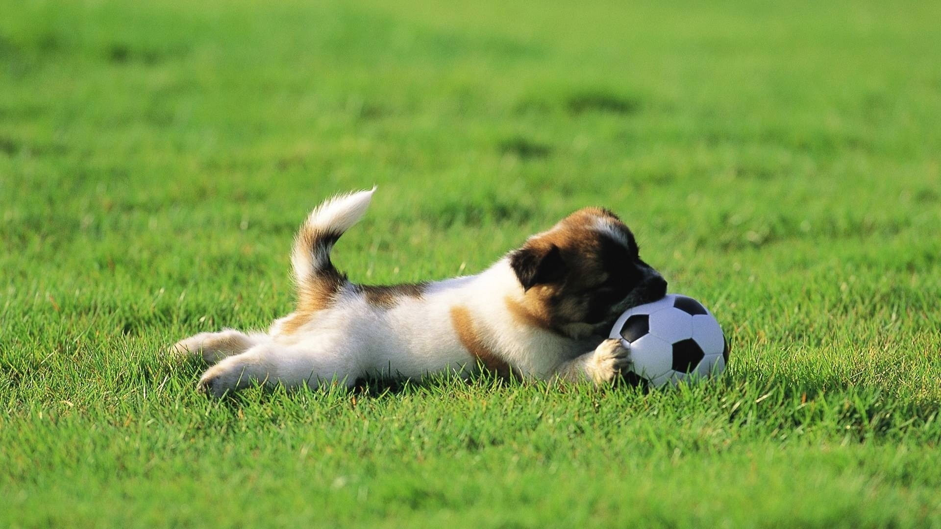 Download mobile wallpaper Grass, Animals, Sports, Dogs, Football for free.
